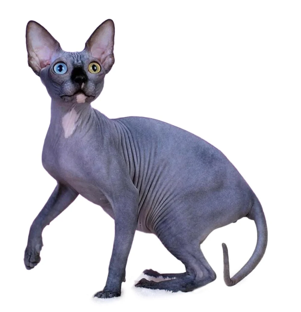 MirMagnificent Y* Sofia genetically confirmed heterozygous DBE-CEL Sphynx female black cat  with minimal white and odd eyes