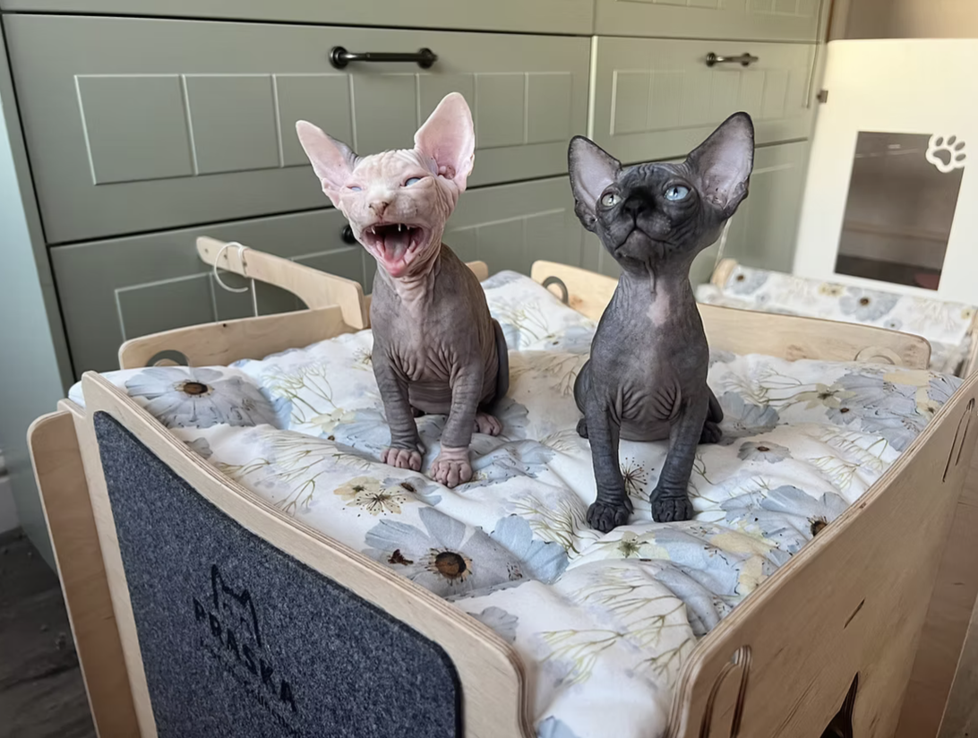 Two Sphynx cats sitting on a bed with floral bedding, one with mouth open as if laughing, the other with a neutral expression, in a cozy room with green cabinets in the background.