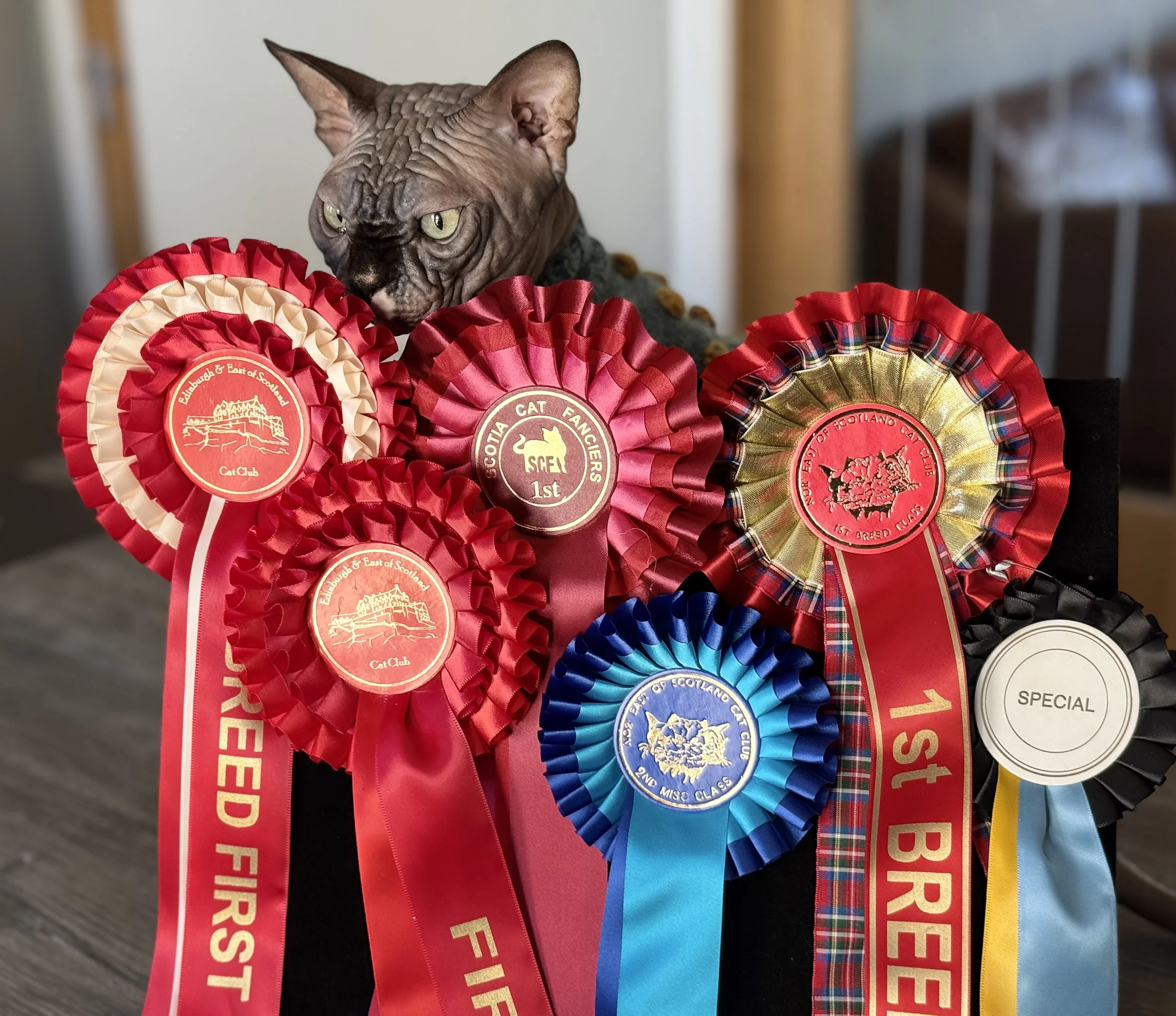 GCCF Champion Sphynx Male Cat