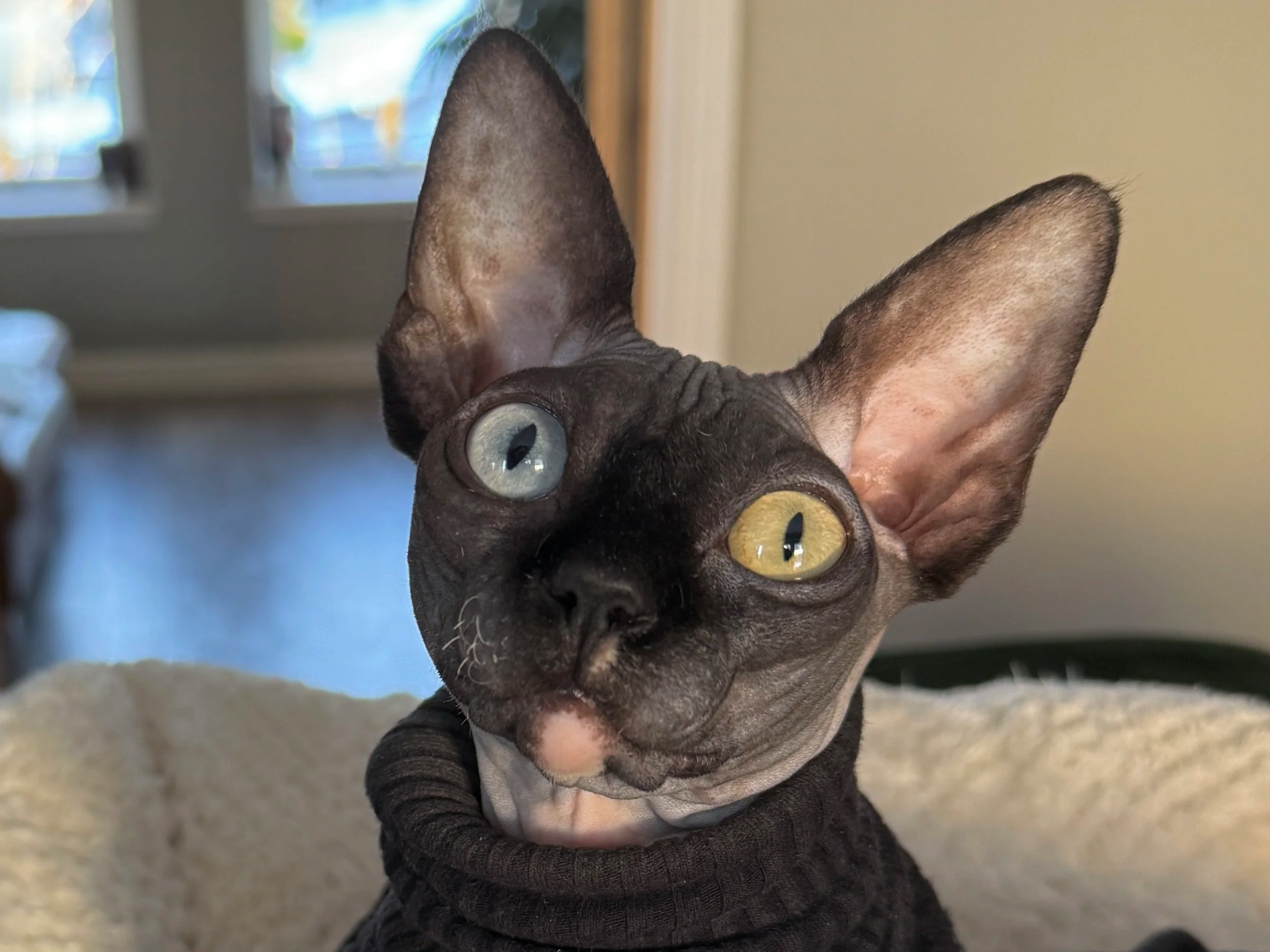 Close-up of a Sphynx cat with one blue eye and one yellow eye, sitting on a soft cream blanket indoors, near a door with glass panels.