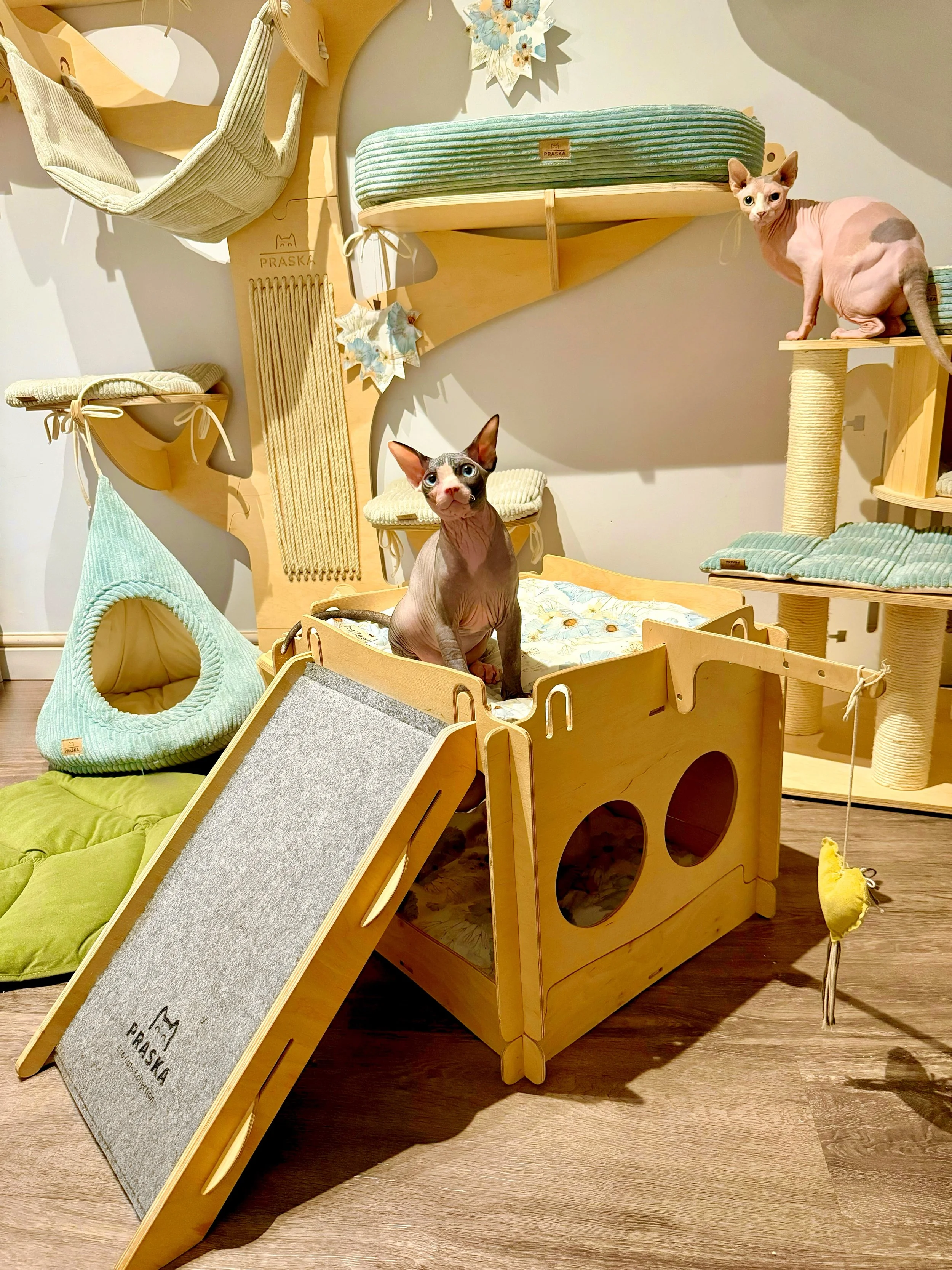 Two Sphynx cats on a multi-level cat furniture structure with climbing and lounging areas, made of wood, in a room with various cozy cat beds and perches.