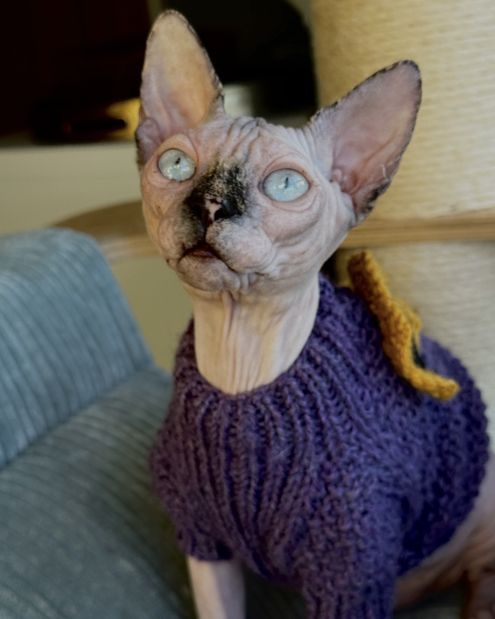 Tortie point Sphynx Rosie in a wool sweater, looking straight at the camera