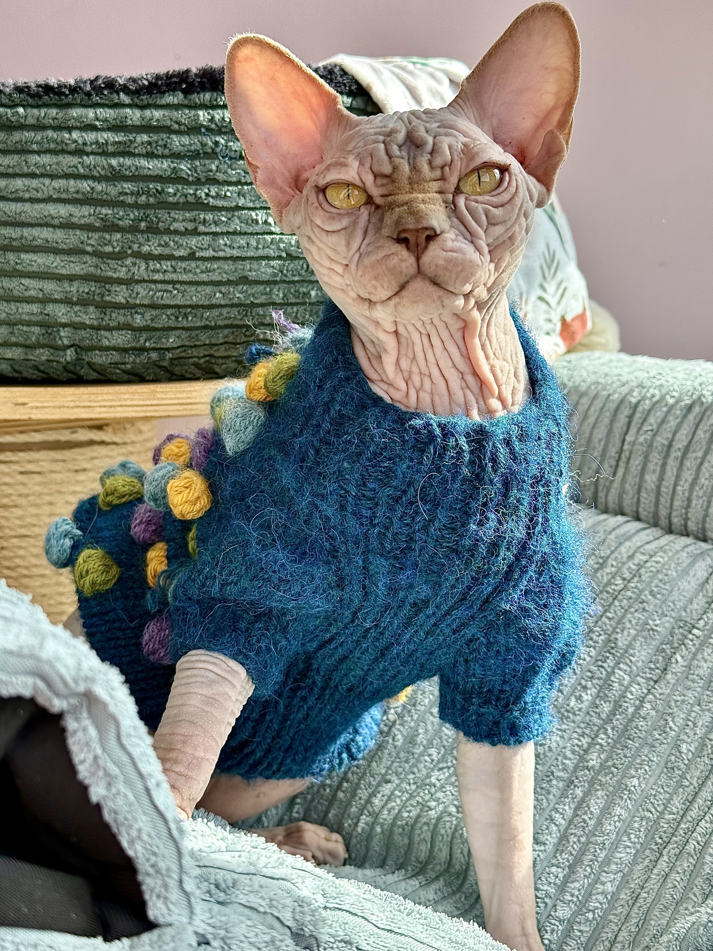 Beautifully wrinkled solid lilac sphynx cat