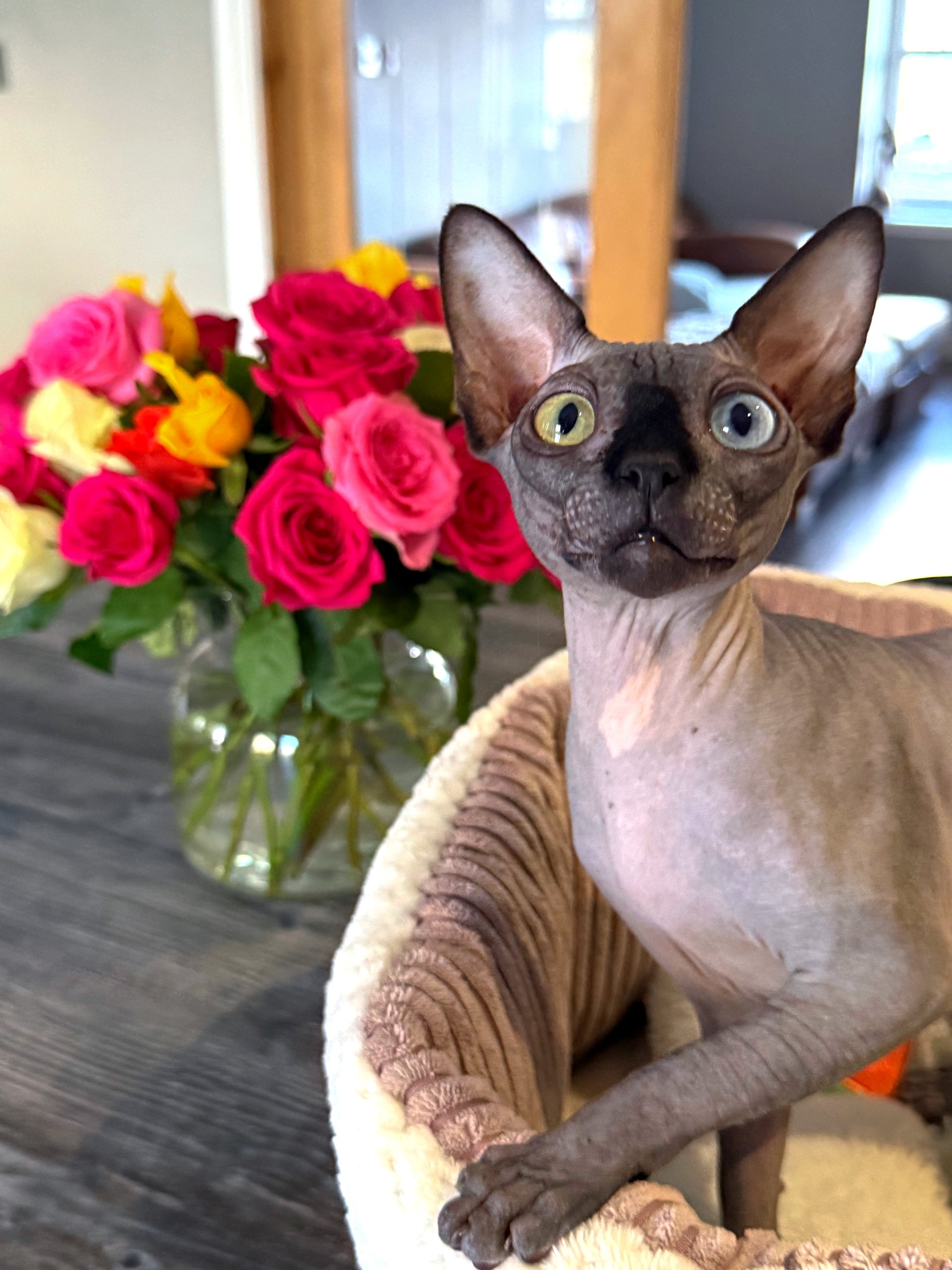 A Sphinx cat with large ears and distinctive facial features, sitting in a plush, cozy bed near a bouquet of multicolored roses on a wooden table in a home interior.
