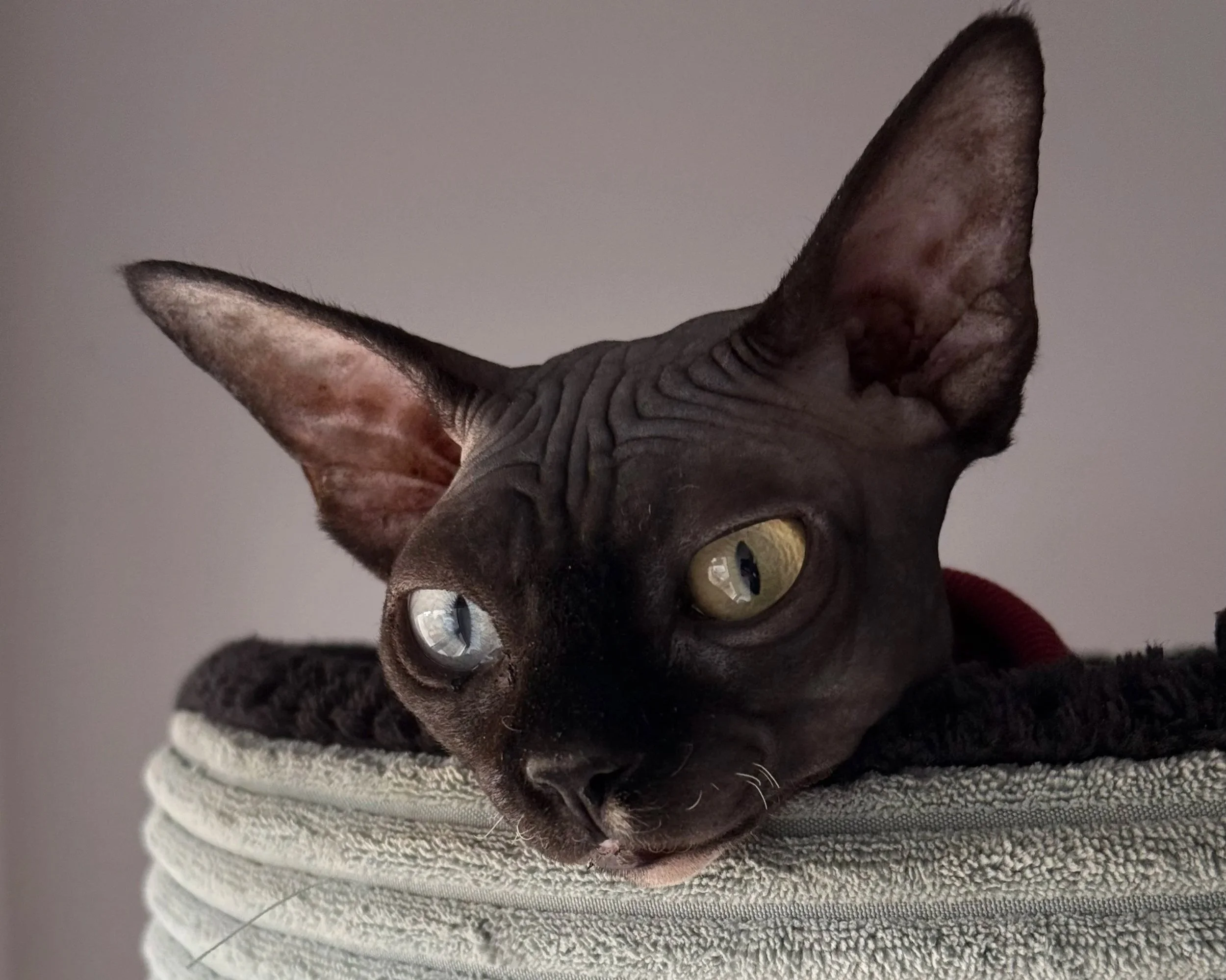 Close-up of Iconicsx  black cat with large ears and odd  eyes, resting in a soft textured bed.