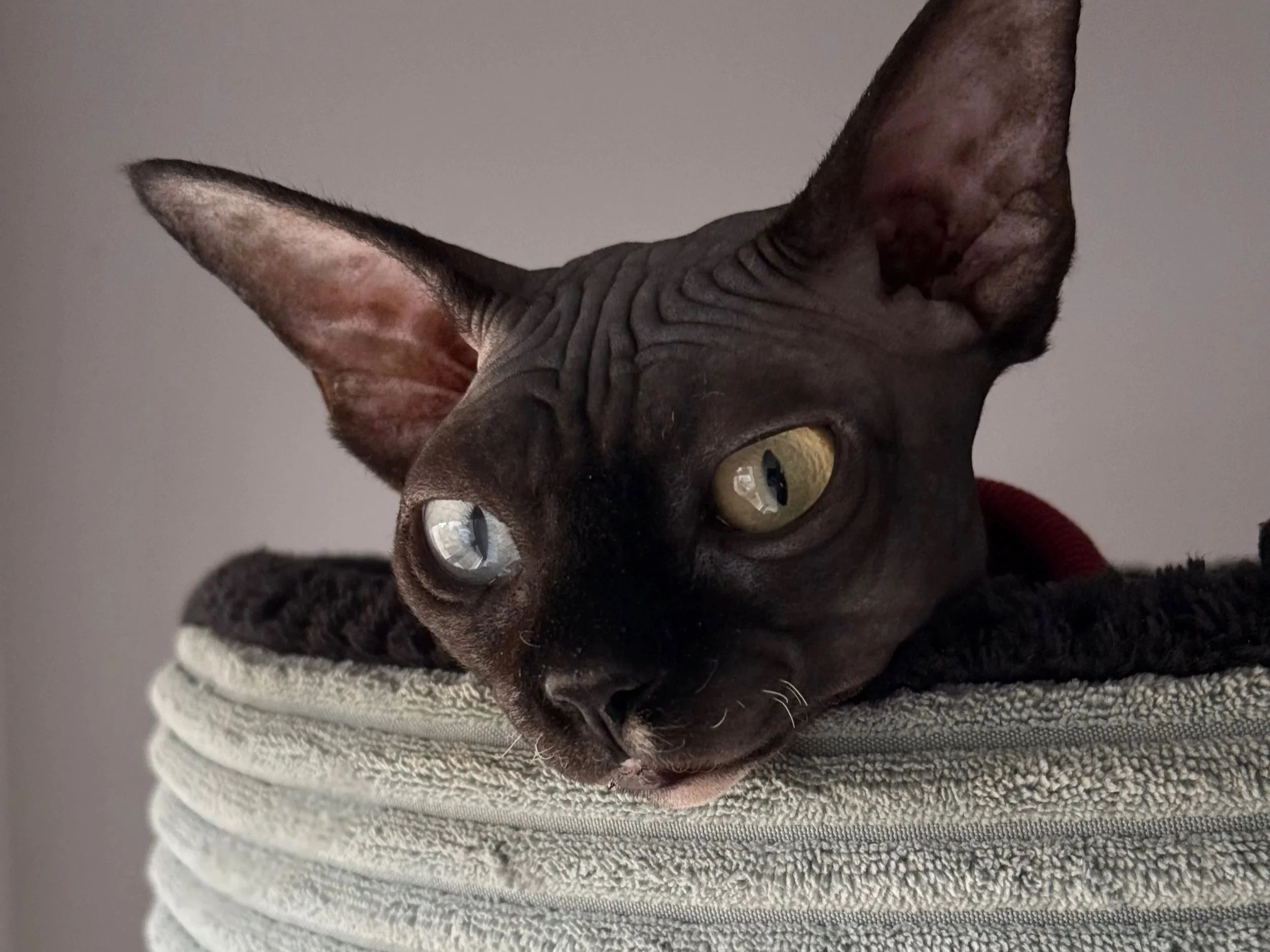 MirMagnificent Y*Sofia — First Genetically Confirmed DBE-CEL Sphynx