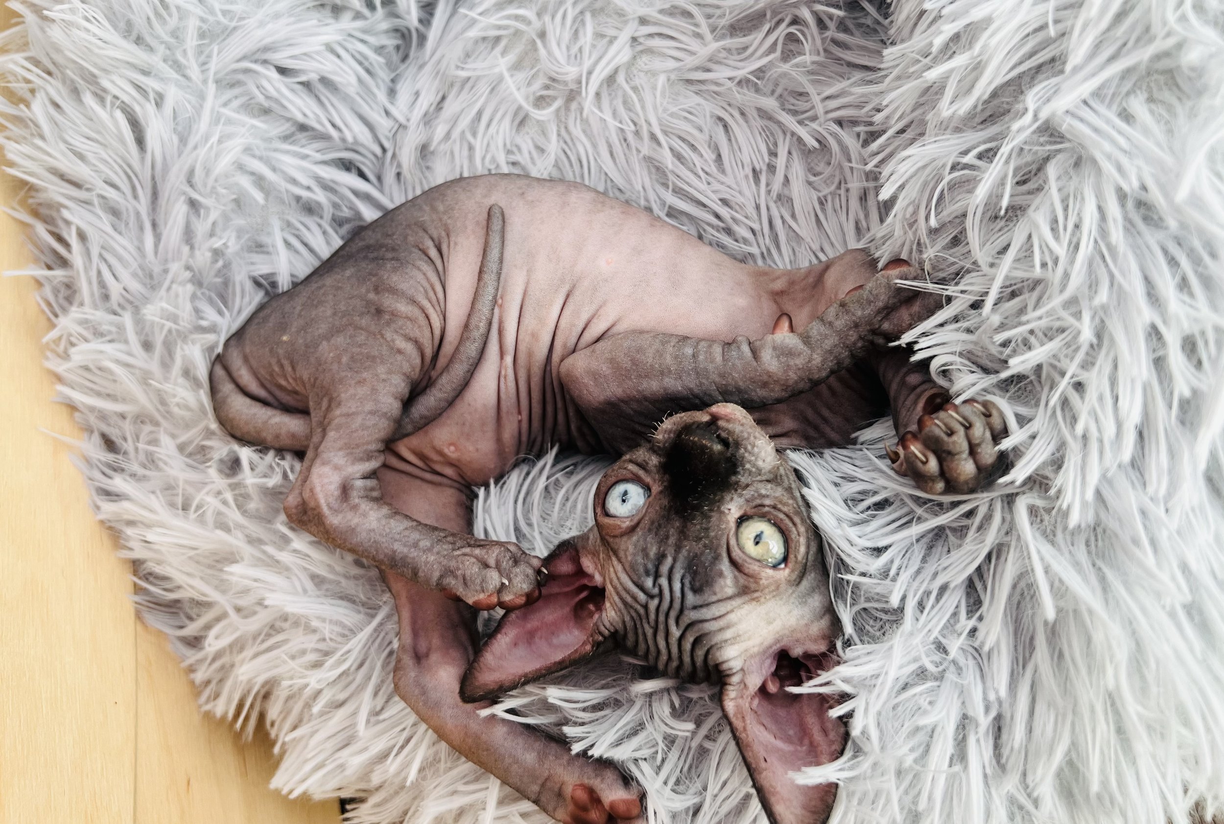 A hairless dog, possibly a Sphynx breed, lying on a white furry rug with colorful eyes, mouth open, and visible wrinkles.