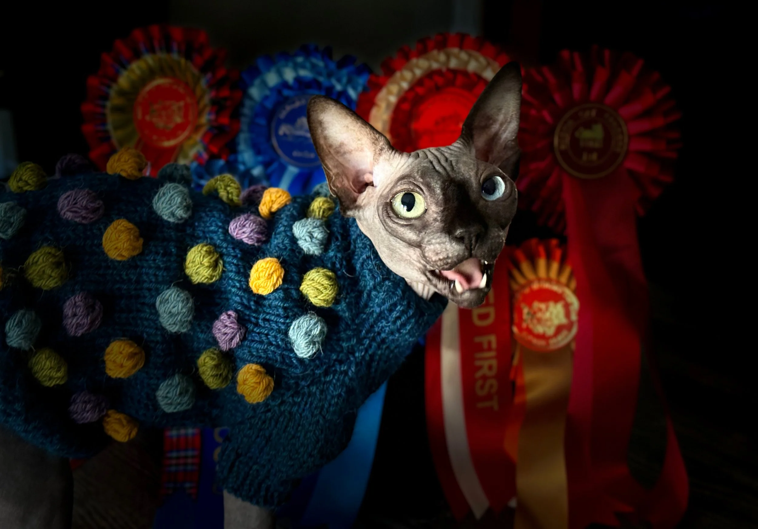 IconicSX DBE-CEL Sphynx Cat with heterochromia posing with her Show Ring Achievements