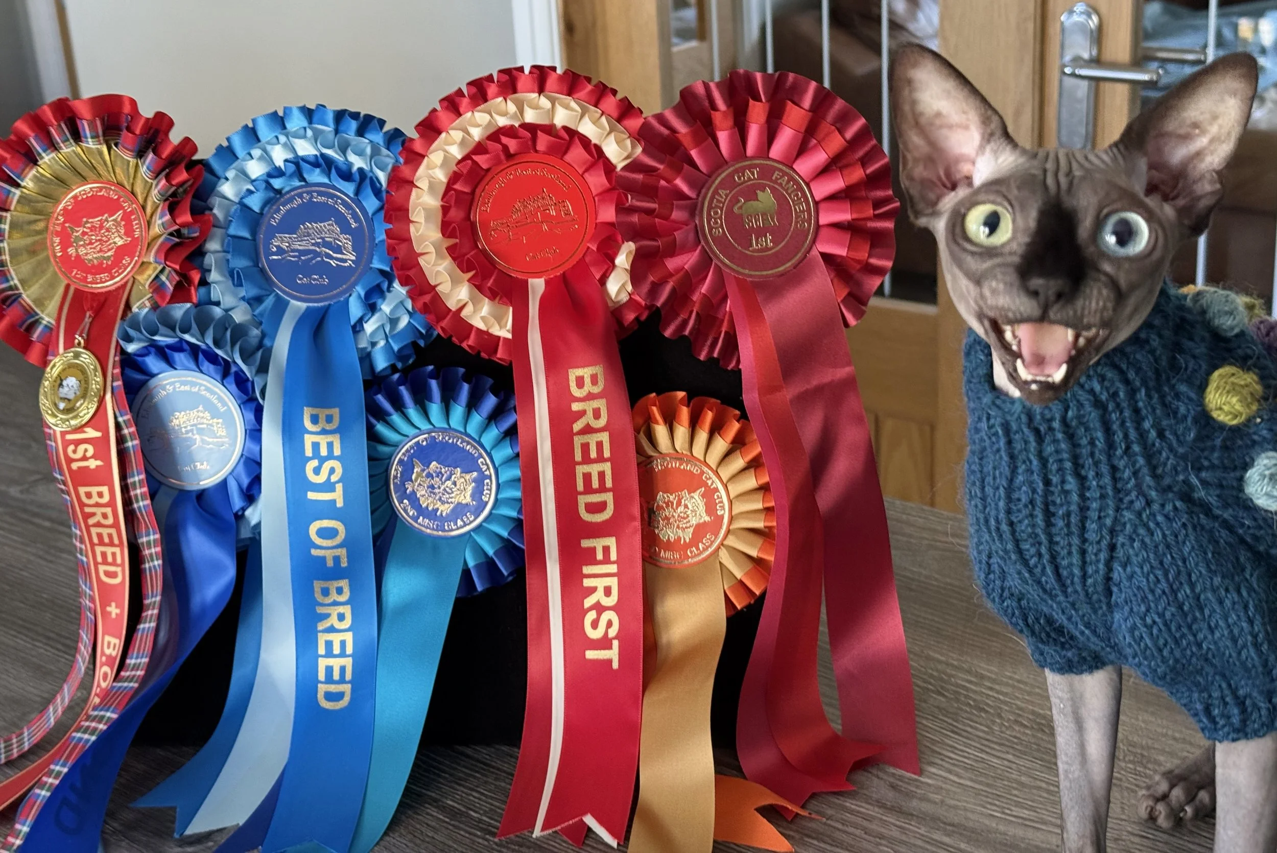 A collection of colorful award ribbons on a table next to a happy gray cat wearing a blue knitted sweater.