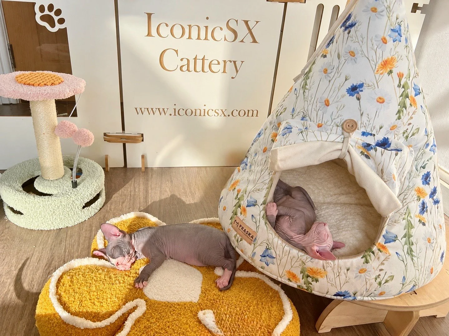 Two sleeping dbe kittens in IconicSX nursery
