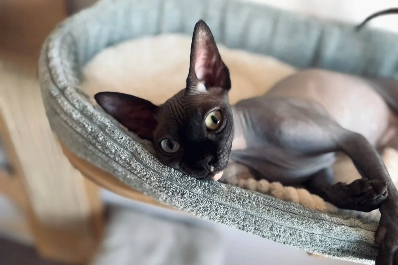 A black cat with large ears and yellow-green eyes lying in a gray pet bed, looking up at the camera.