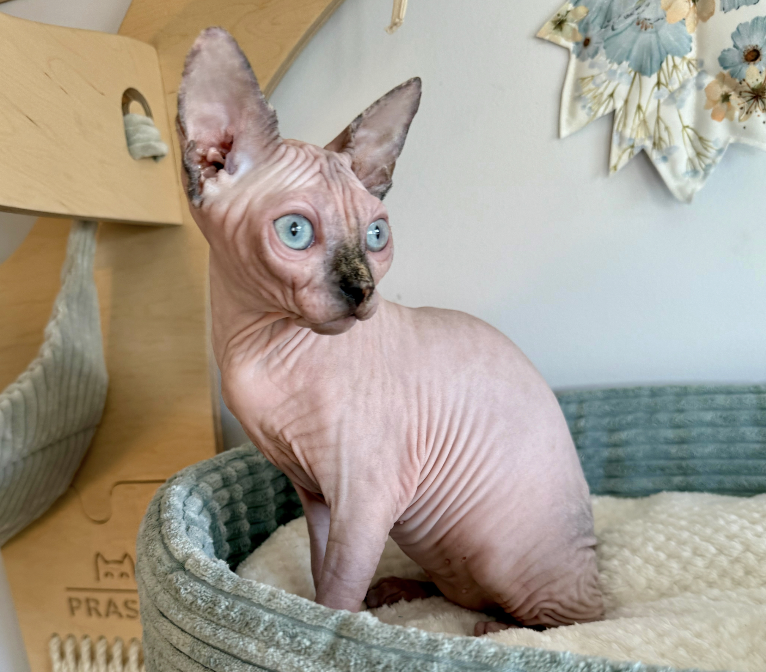 Tortie point Sphynx cat Rosie with blue eyes