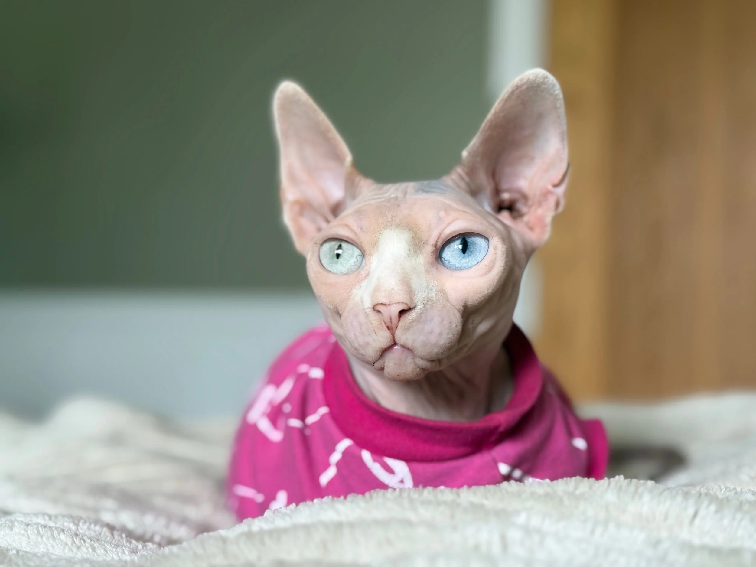 A Sphynx cat with blue eyes wearing a pink shirt with white markings, lying on a beige blanket indoors.