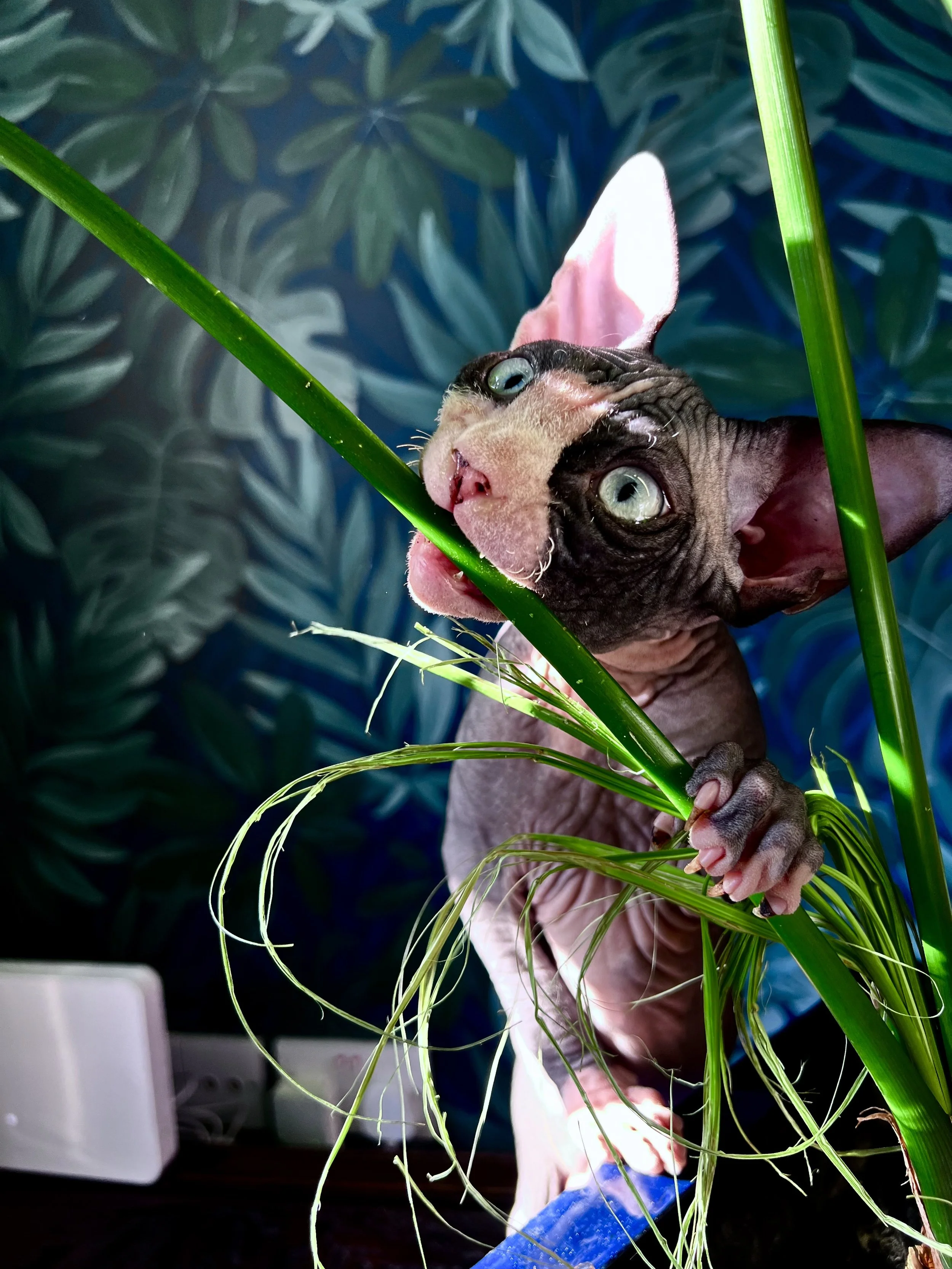 A Sphynx cat with large ears and green eyes playing with a green plant.