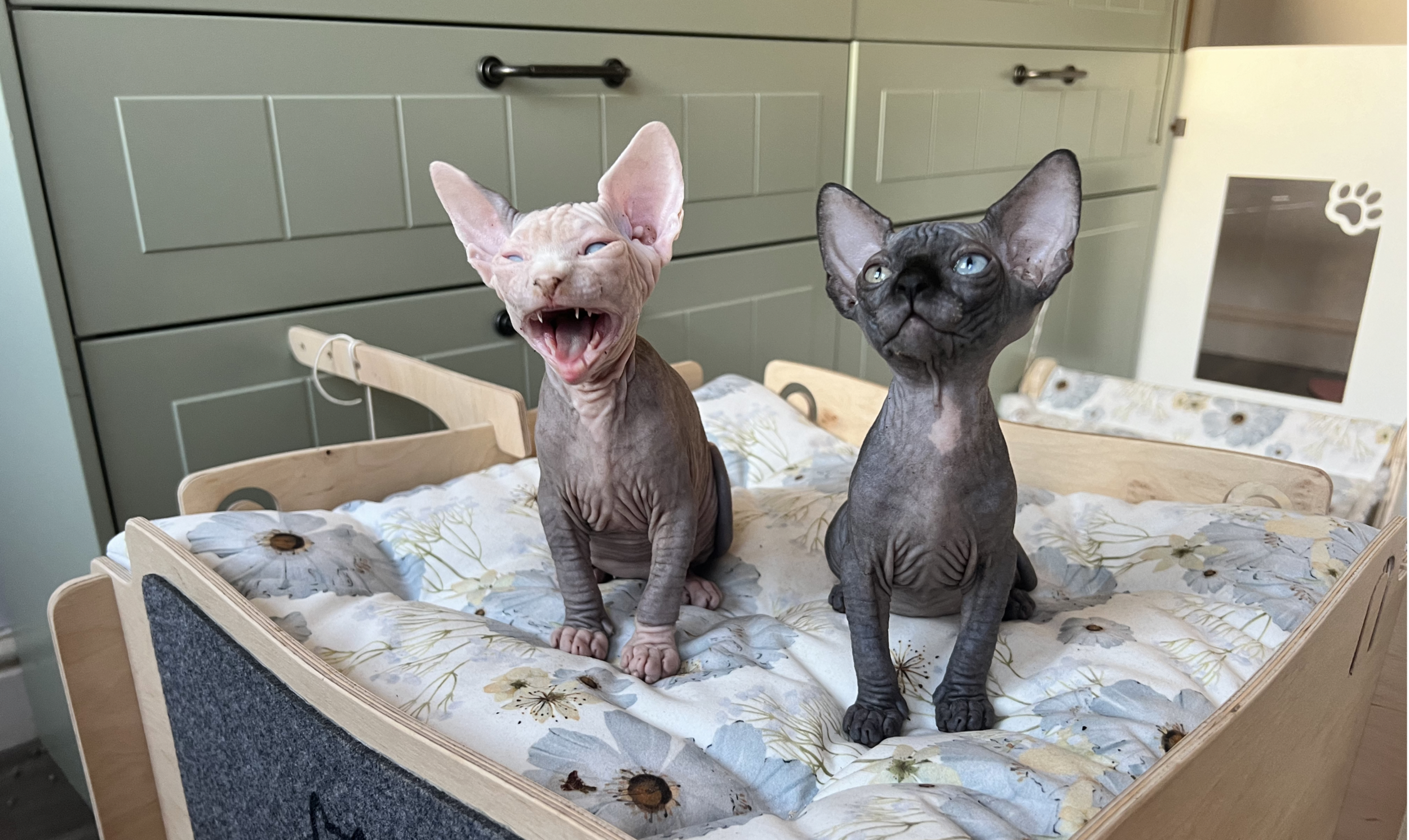 Sphynx kittens Maverick and Selina Kyle, 8 weeks old, sitting together on a kitten scratching post