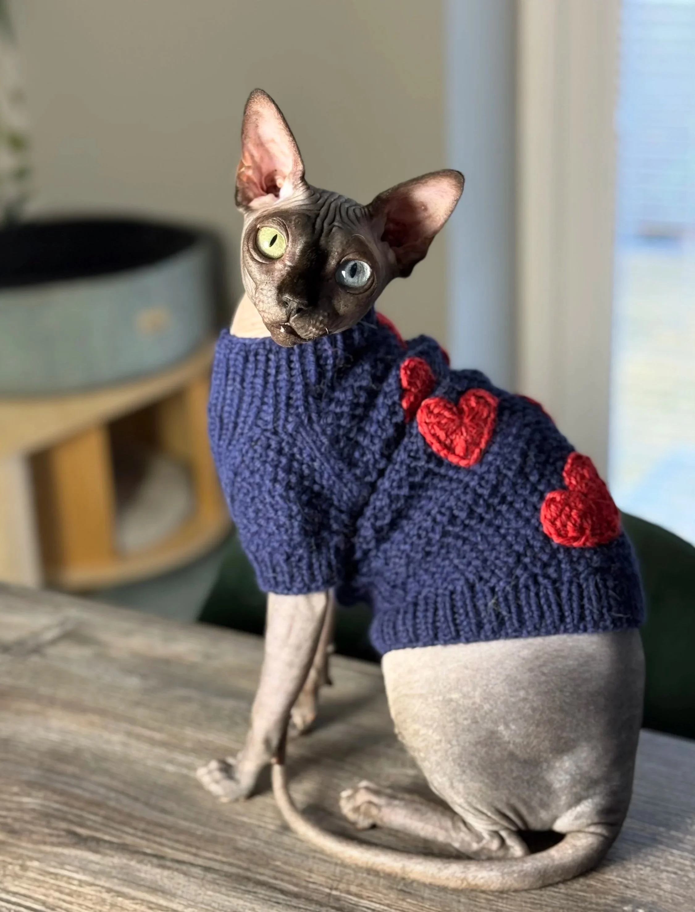 DBE-CEL SPHYNX Cat with odd eyed wearing violet sweater