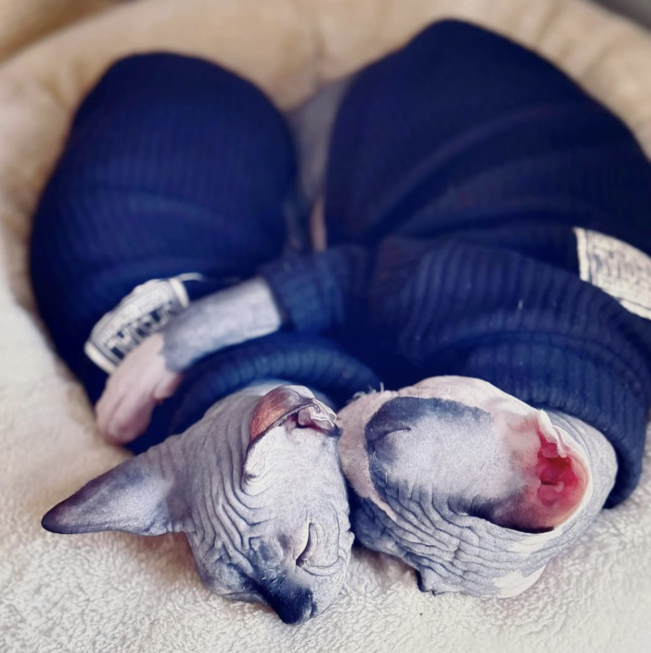Sphynx kittens Selina Kyle and Bruce Wayne sleeping together, Bruce holding his sister with his paw