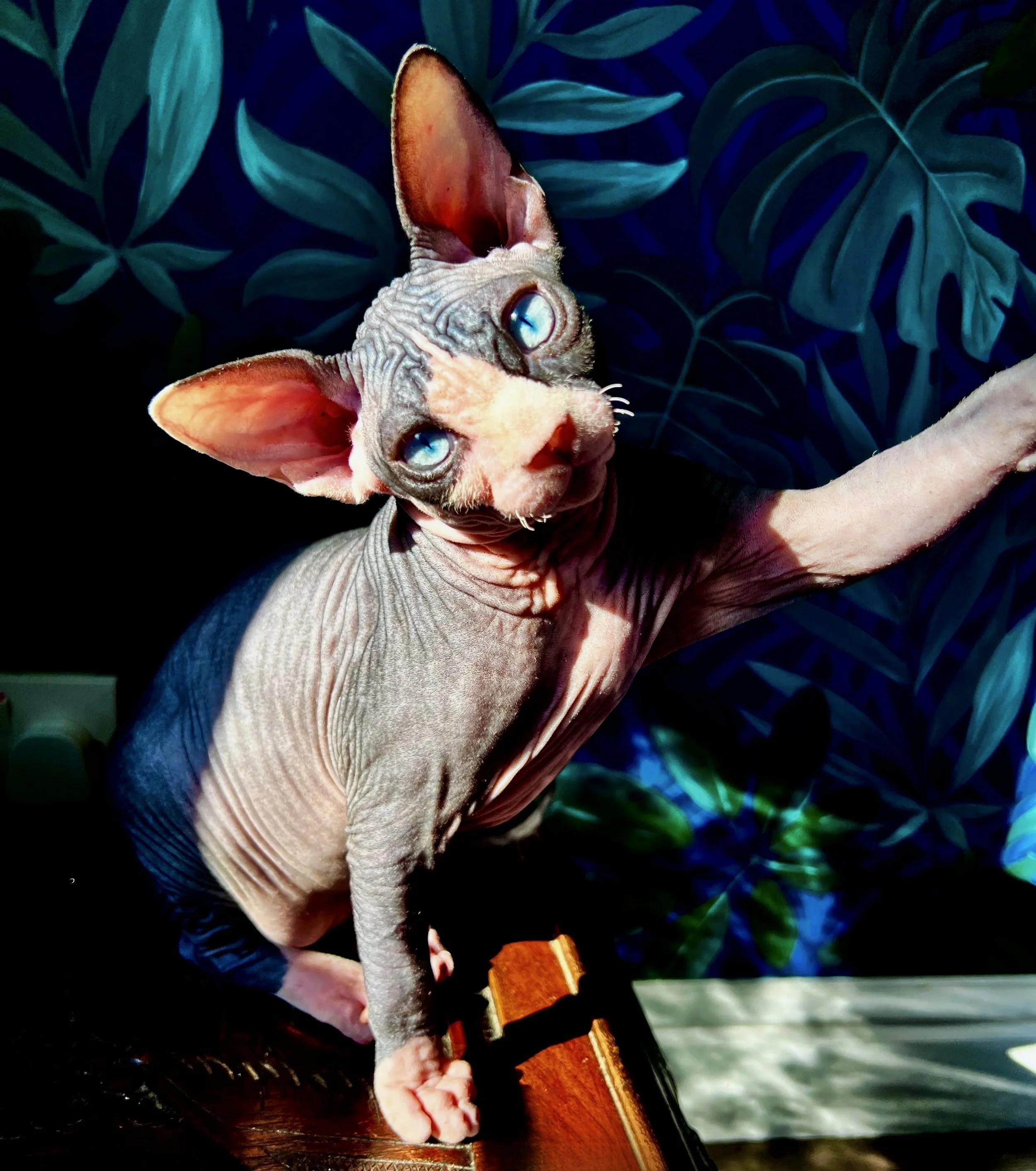 DBE-CEL Sphynx Kitten with two blue eyes looking into camera