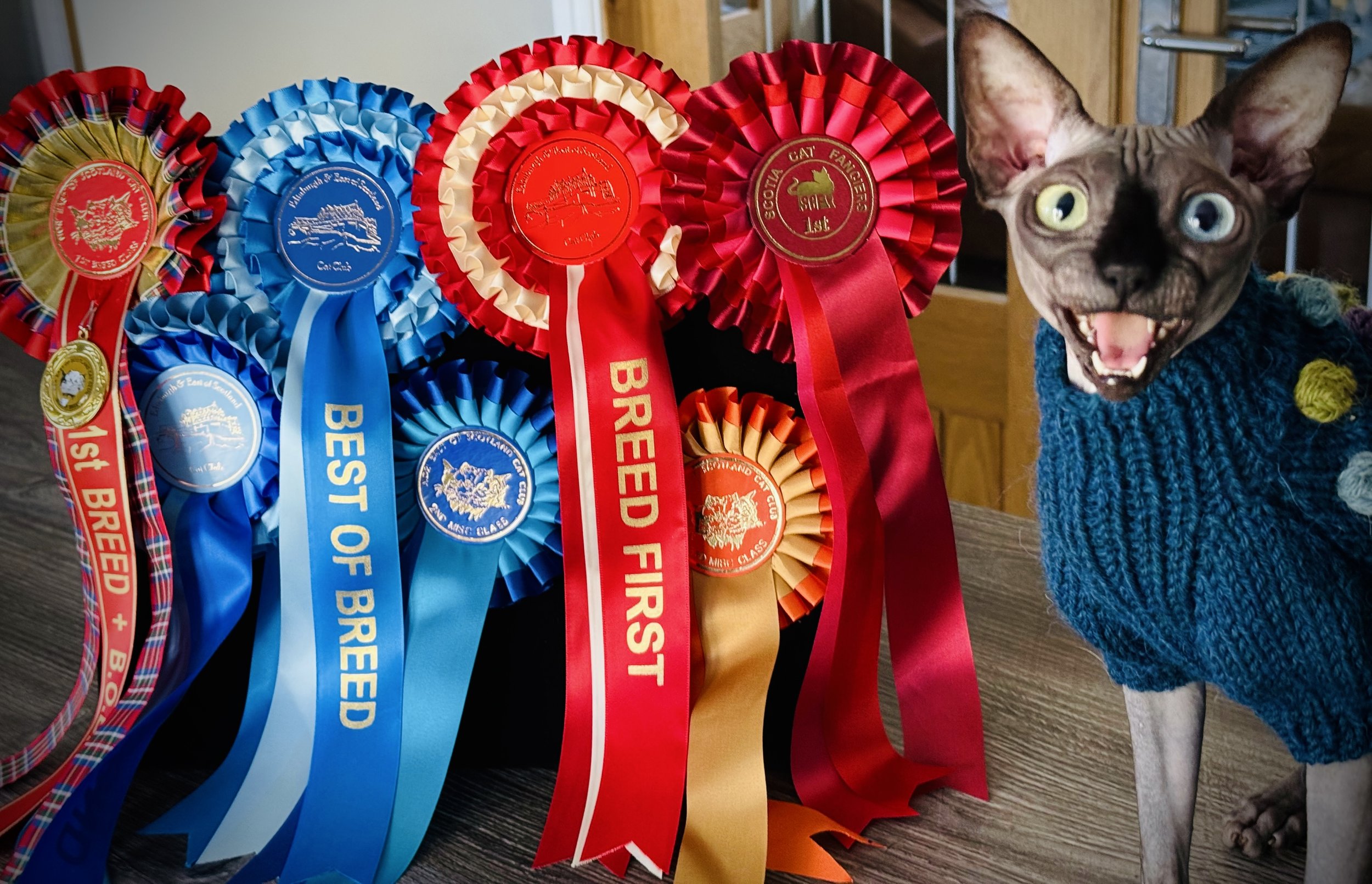 THE FIRST DBE-CEL CHAMPION IN GCCF  - IconicSX Selina Kyle