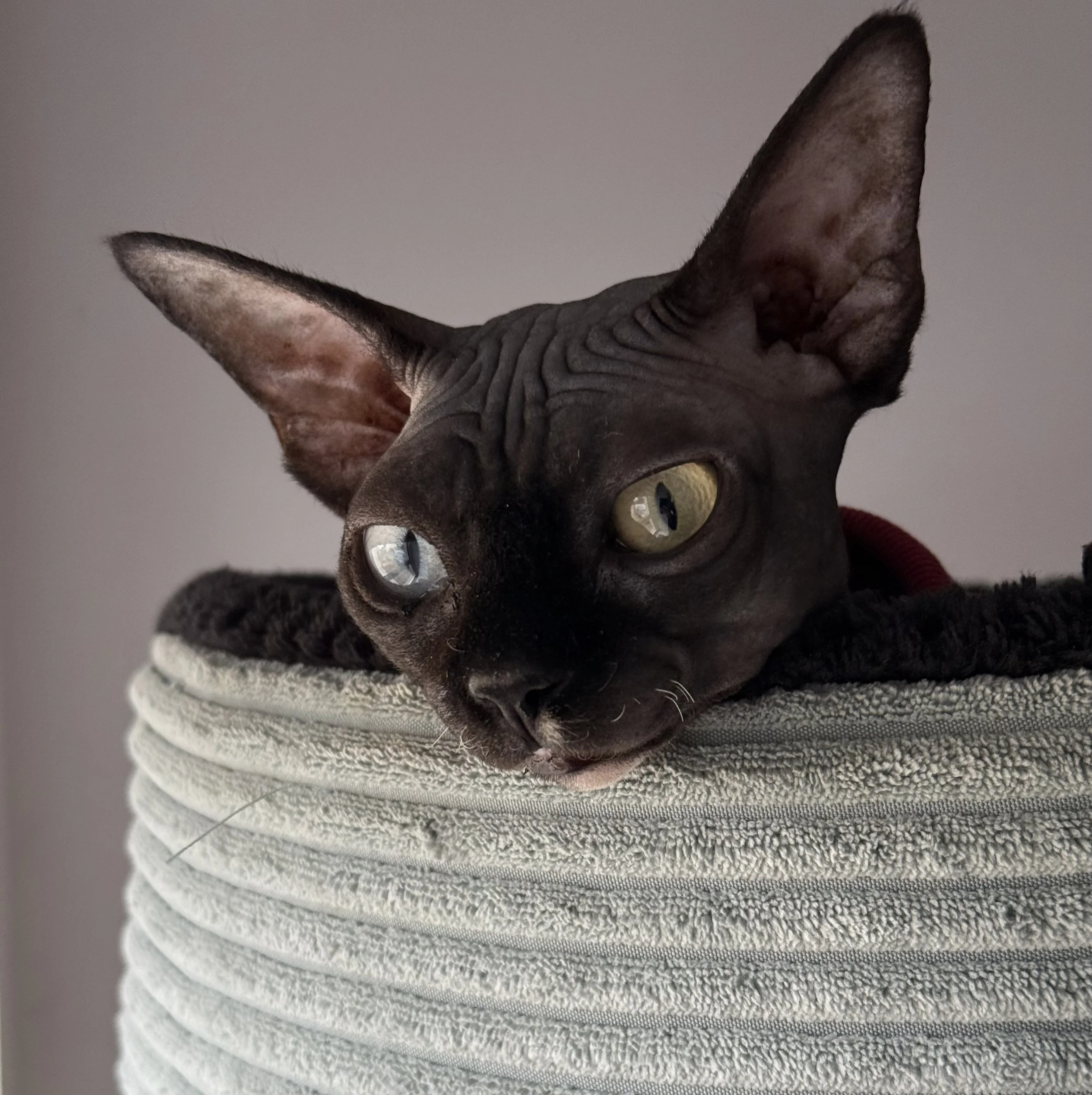 Close-up of a Sphynx cat resting its head on a soft, textured gray and black surface, with a plain gray background.