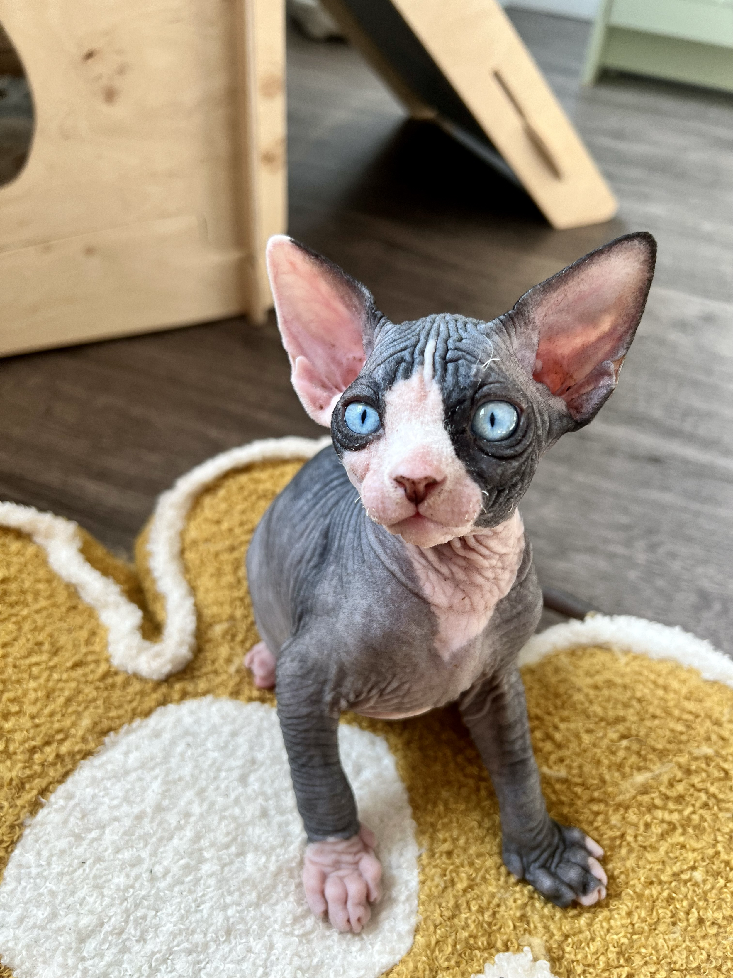 A hairless Sphynx kitten with blue eyes sitting on a yellow and white circular rug.