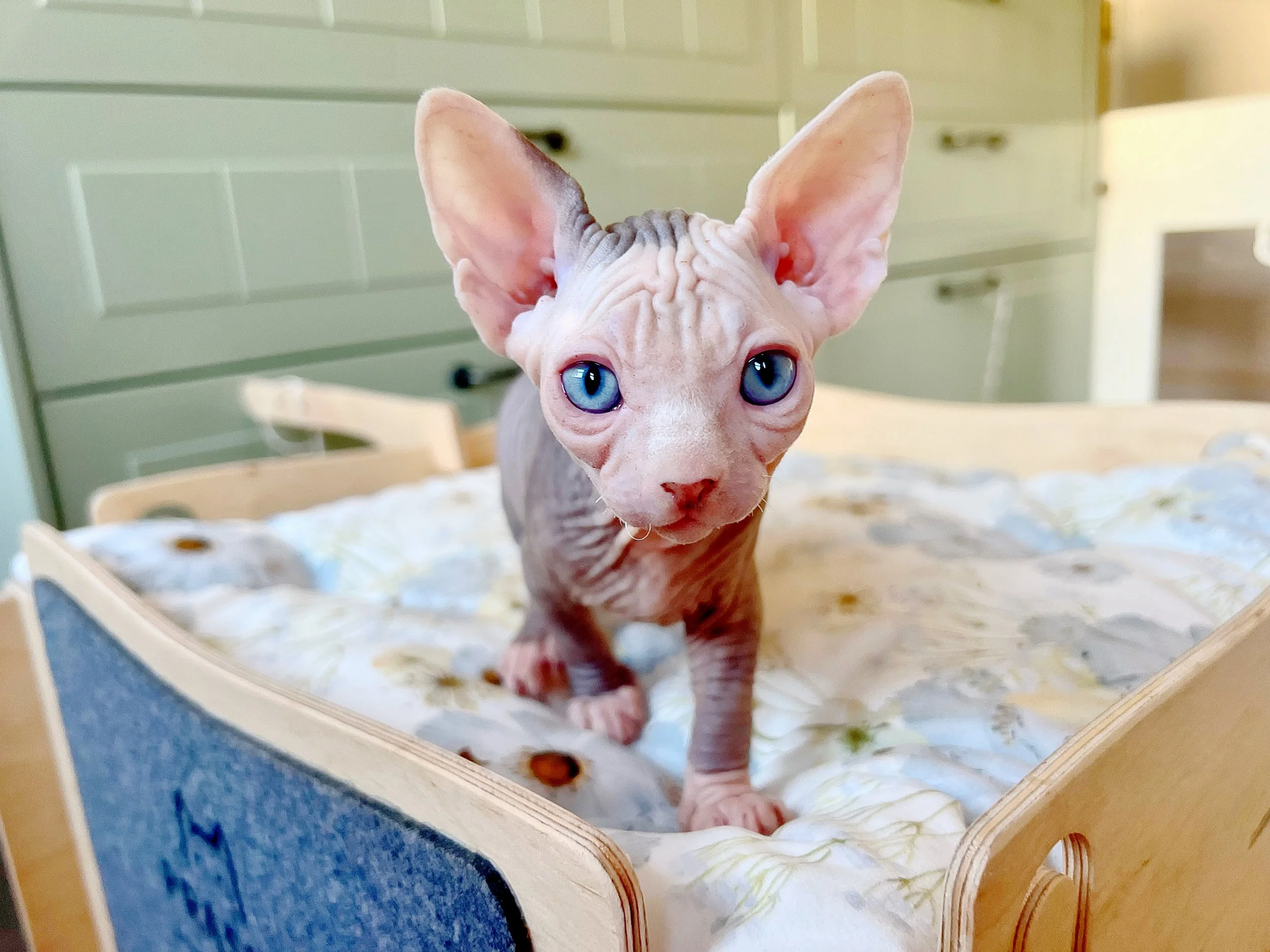 DBE-CEL Blue Eyed spynkx kittens in the nursery room