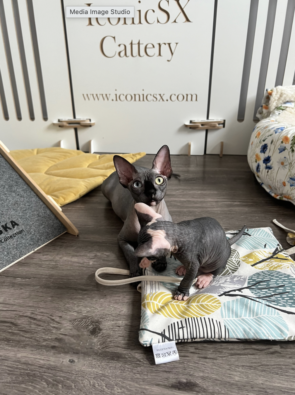 Mother Cat and her Sphynx kitten from IconicSX Cattery resting together in a play area — example of responsible breeding setup and kitten car