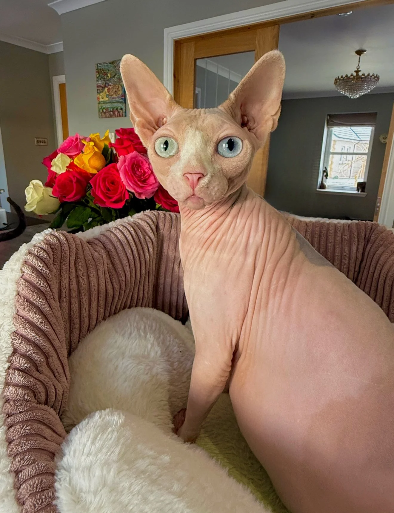 Odd-eyed dilute calico Sphynx Solveig with white spotting, looking straight at the camera