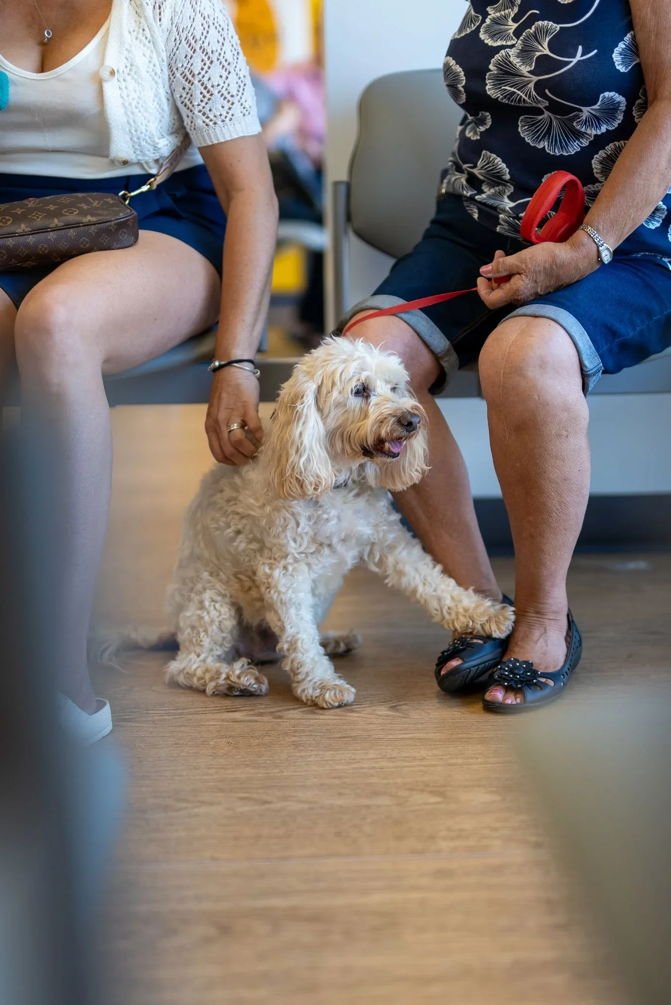 Two women sitting on chairs with a cream-colored curly-haired dog between their legs. One woman is wearing a white lace top and navy shorts, the other a dark shirt with white leaf patterns and denim shorts. The dog is on a red leash, and one woman is touching the dog's paw.
