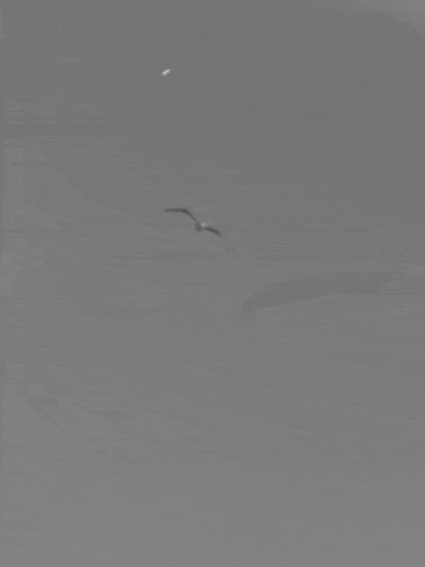 ayune-clip-03.gif
