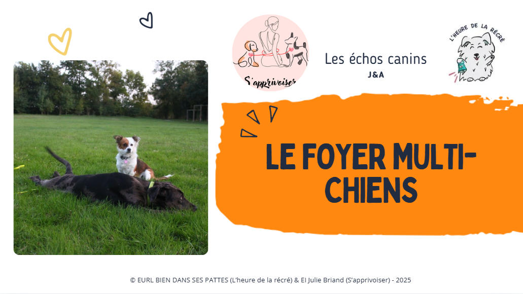 Le foyer multi-chiens
