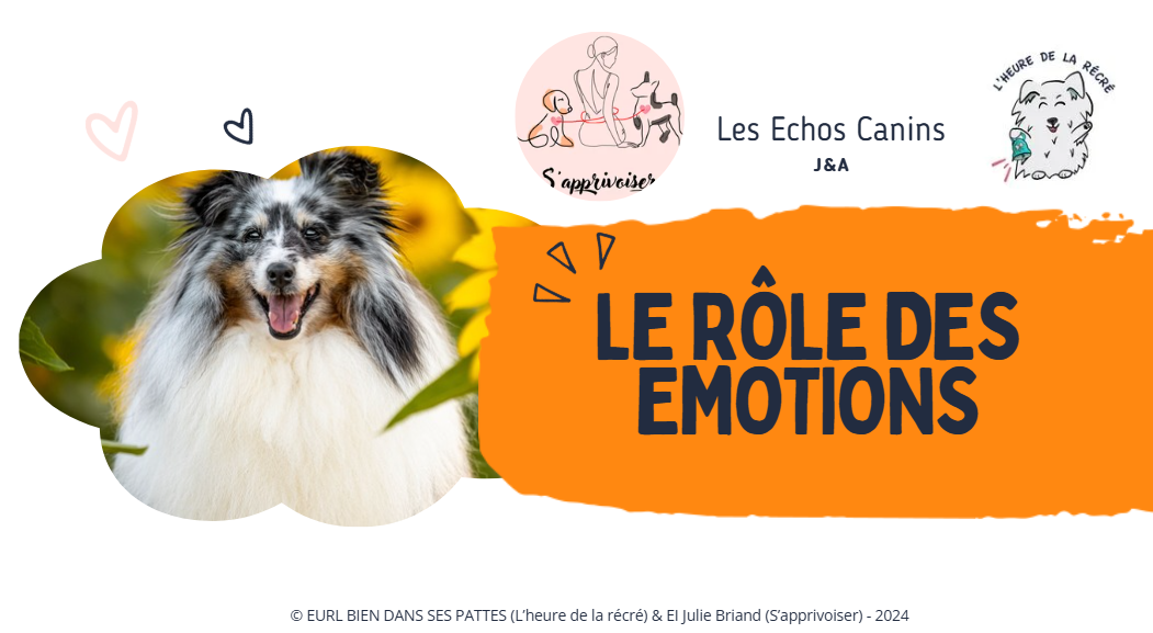Les émotions du chien