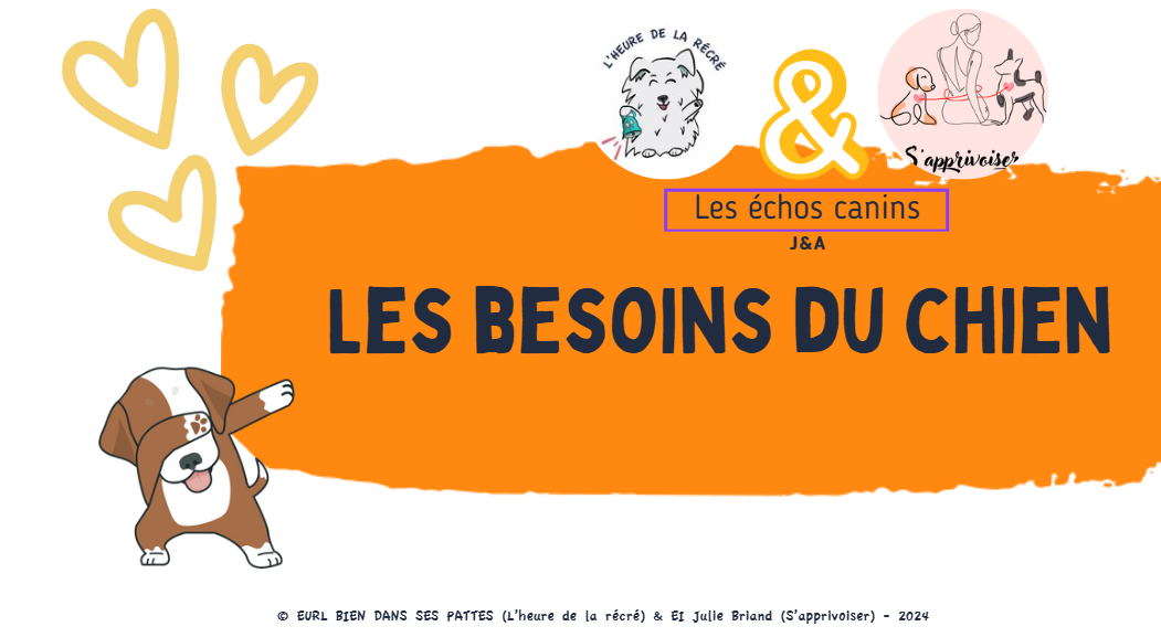 Les besoins du chien