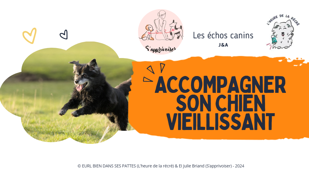 Accompagner mon chien vieillissant