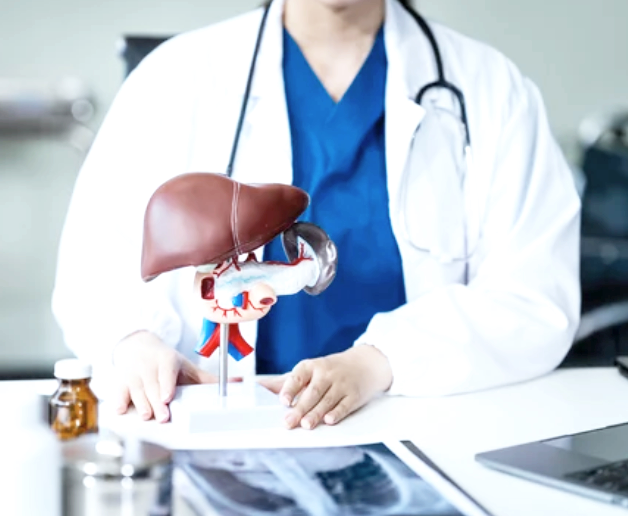 Doctor displays liver and kidney model