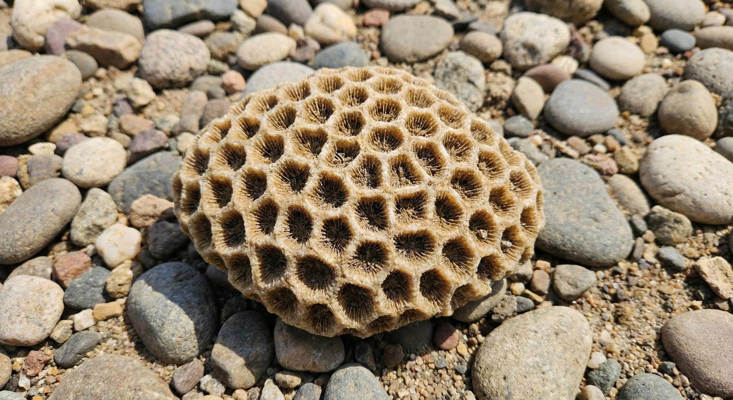 A close-up of a spherical, honeycomb-patterned coral fragment on a bed of small, rounded rocks and pebbles.