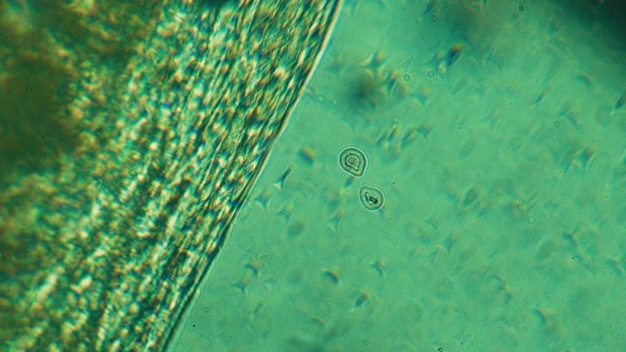 Female vs. Male Energy, Explained from the Mitochondria