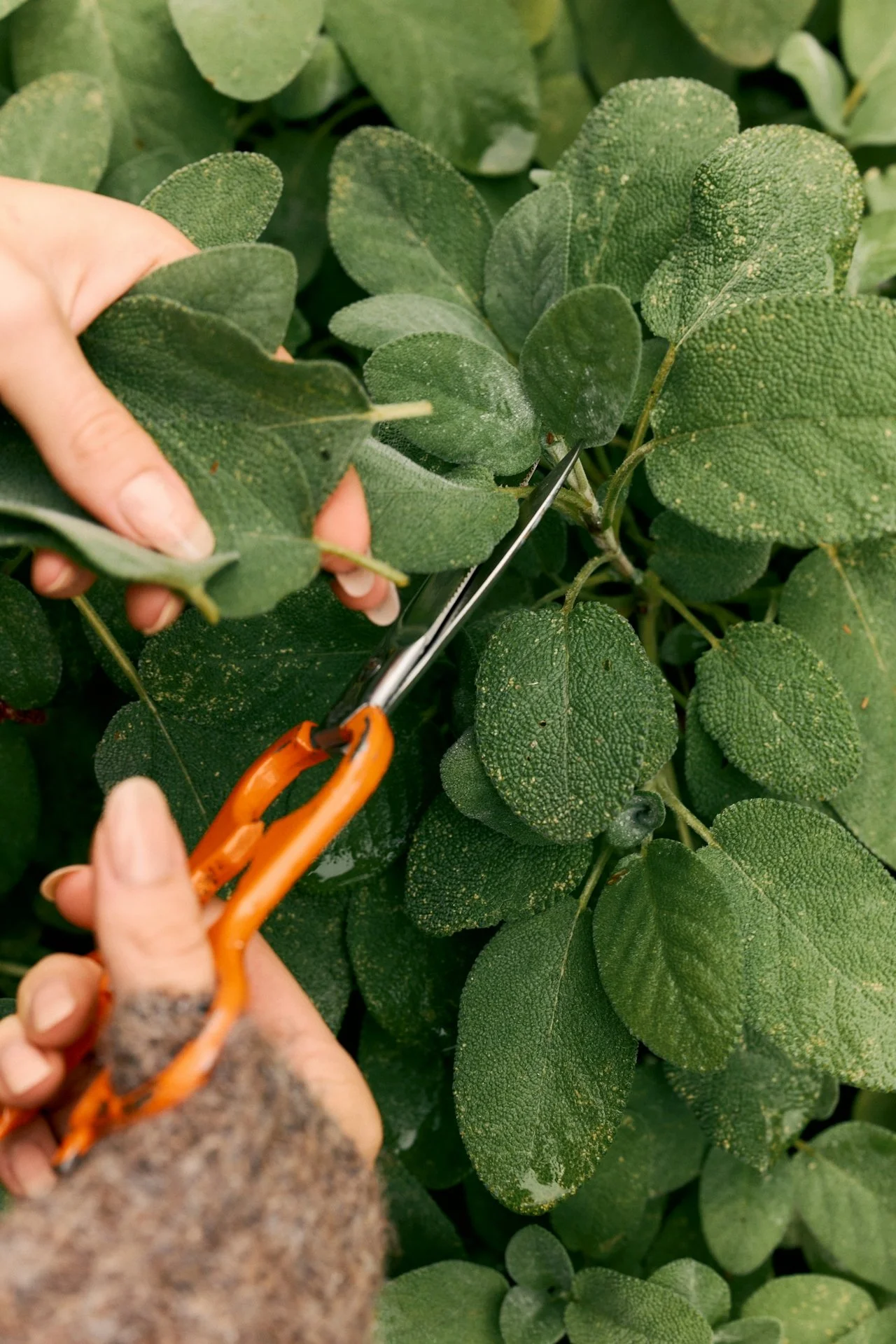 Burnout Isn’t a Personality Trait, It’s a Nervous System State (Enter: Herbal Medicine)