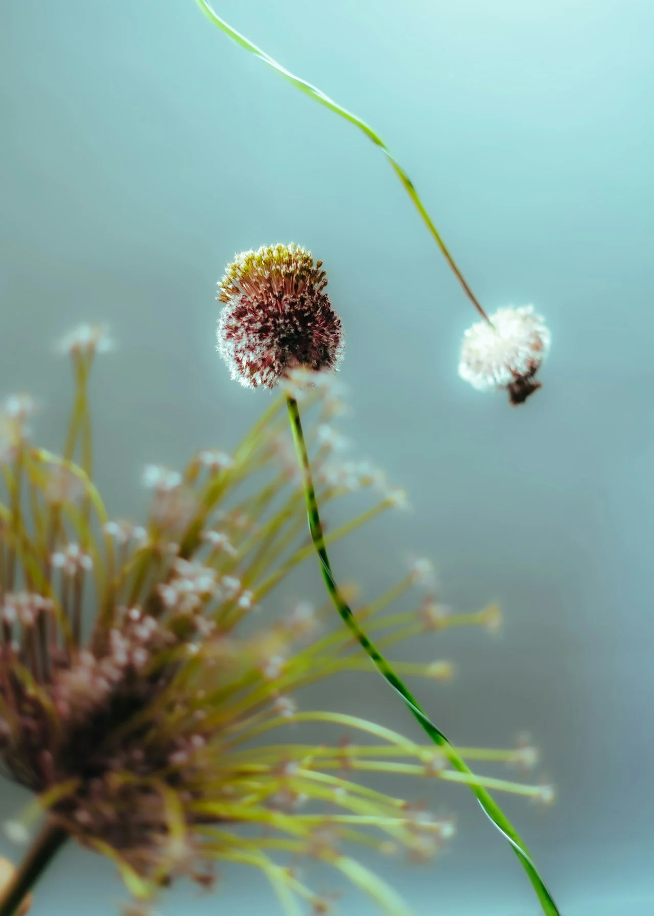 The Hay Fever Edit: What to Eat, Avoid and Sip When Pollen Season Hits