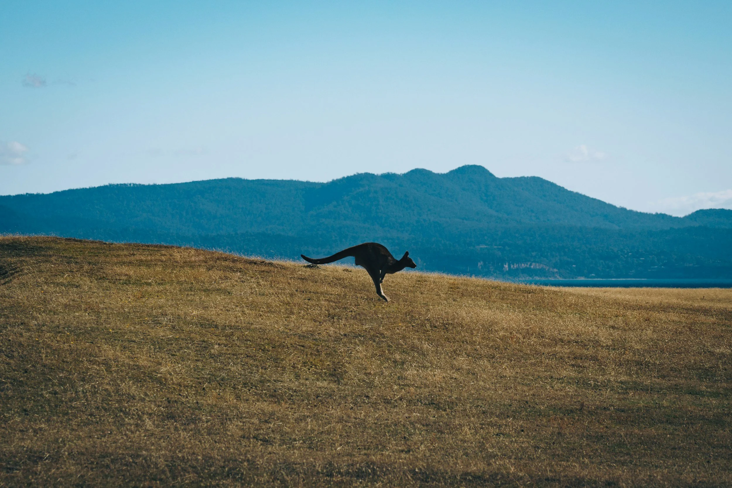 A black dog running on a grassy hill with mountains in the background under a clear blue sky.
