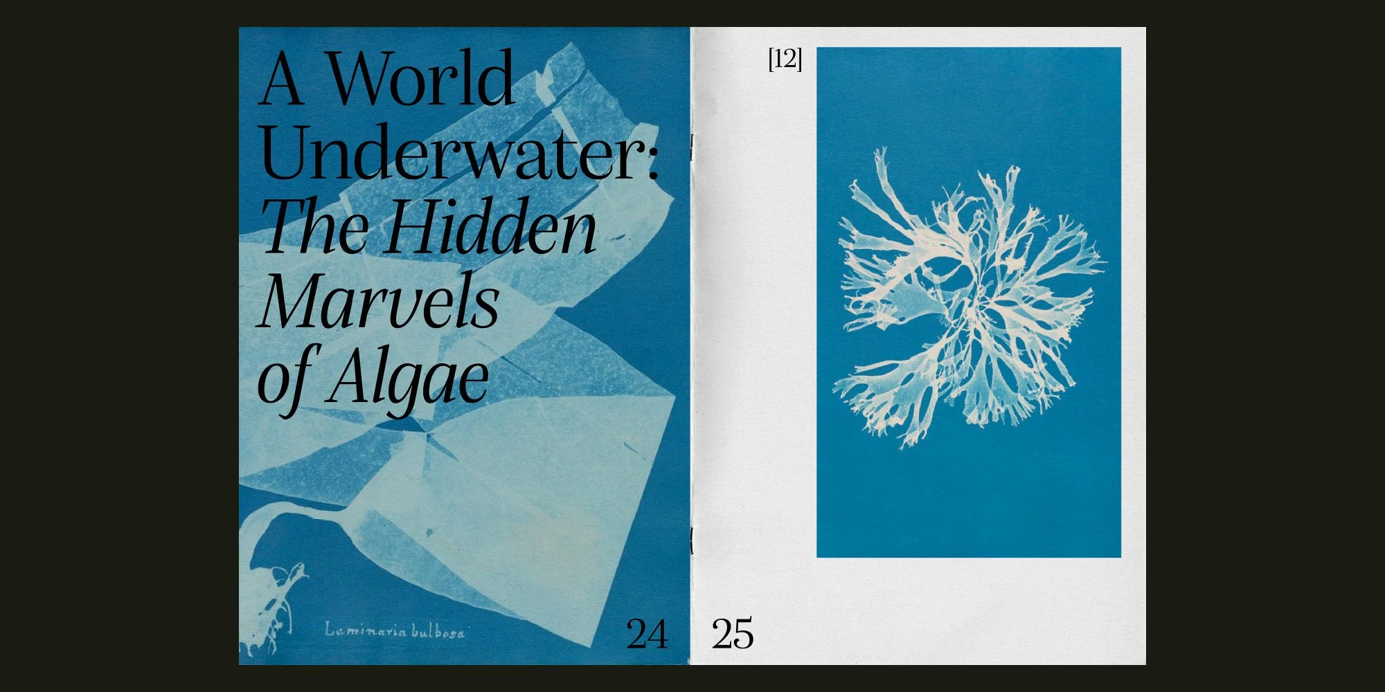 Nova Type Foundry: our new designs for MyFonts and beyond