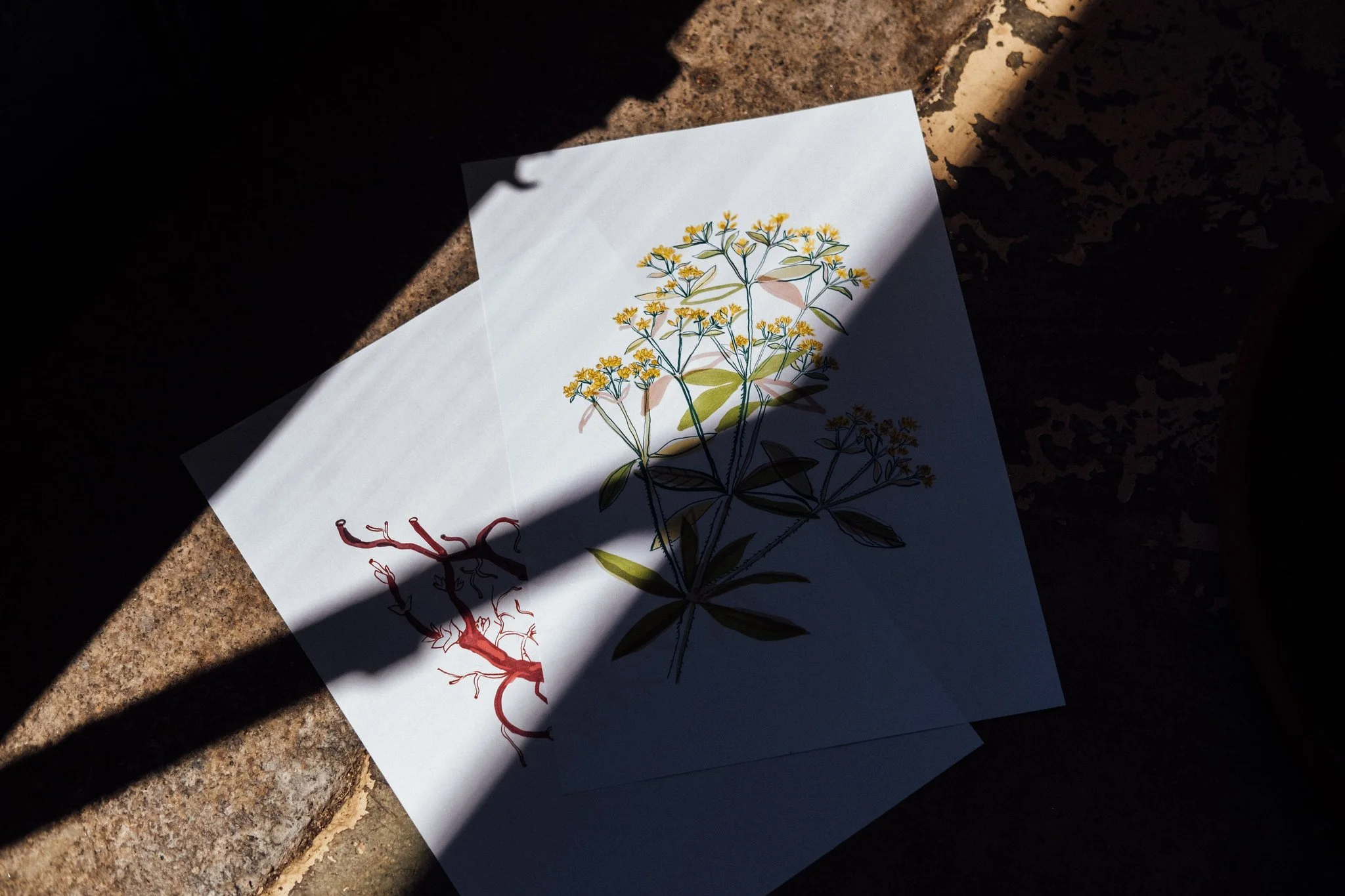Work in Progress: Botanical Illustrations for Saber Fazer’s new book