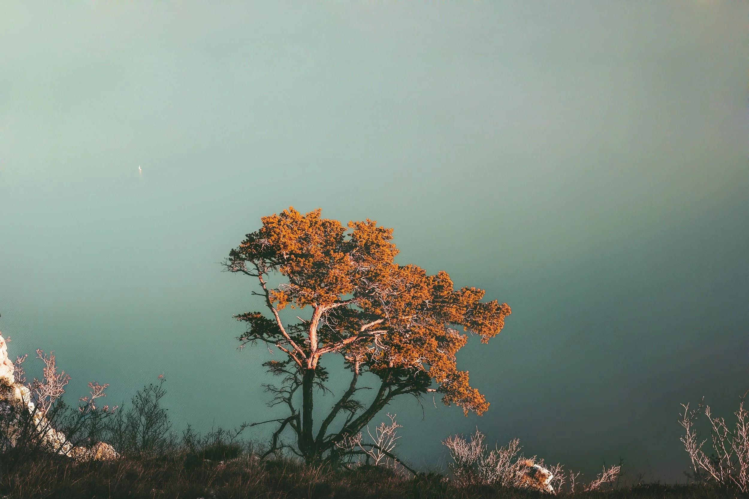 A lone orange-leaved tree standing on a hill overlooking a calm, greenish body of water with a cloudy sky.