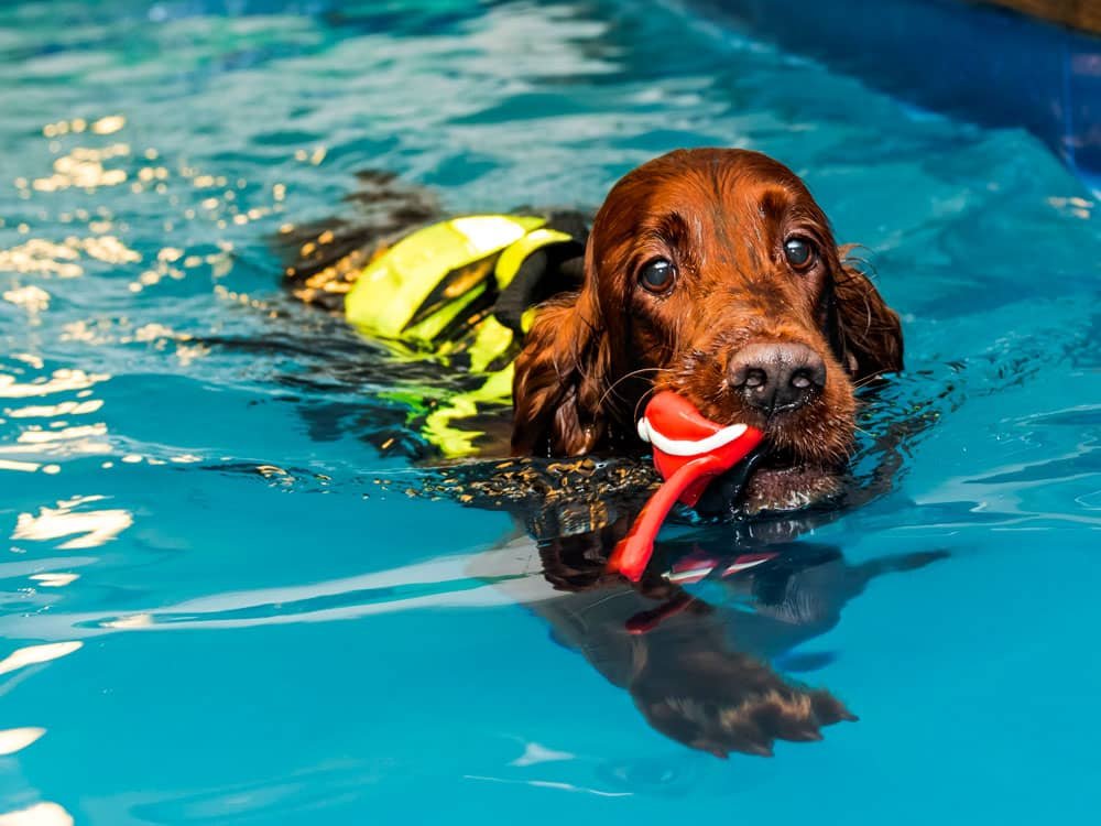 Huns som simmar i en pool på Kurvans Hundhälsa.