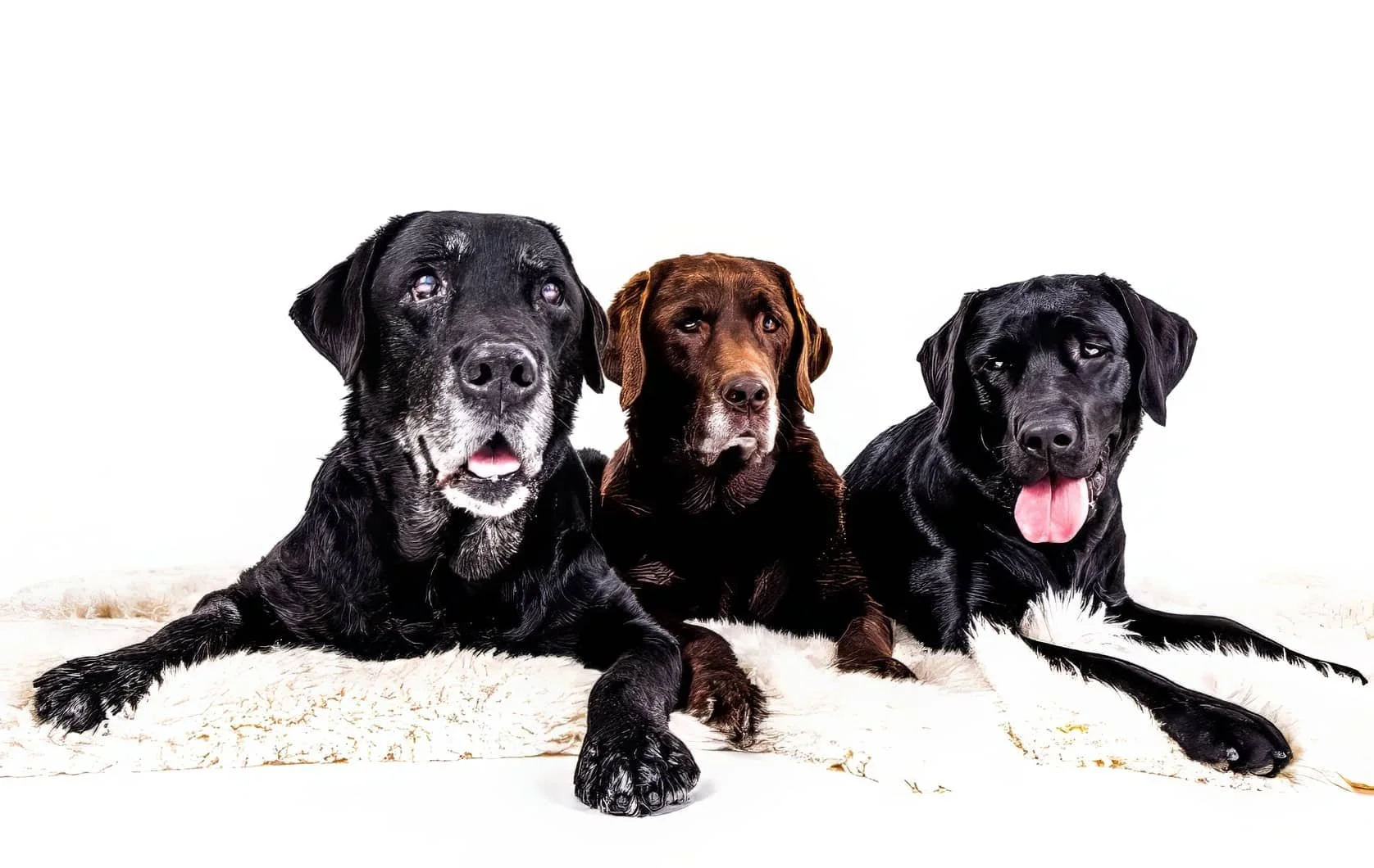 Tre labradorer på en fäll