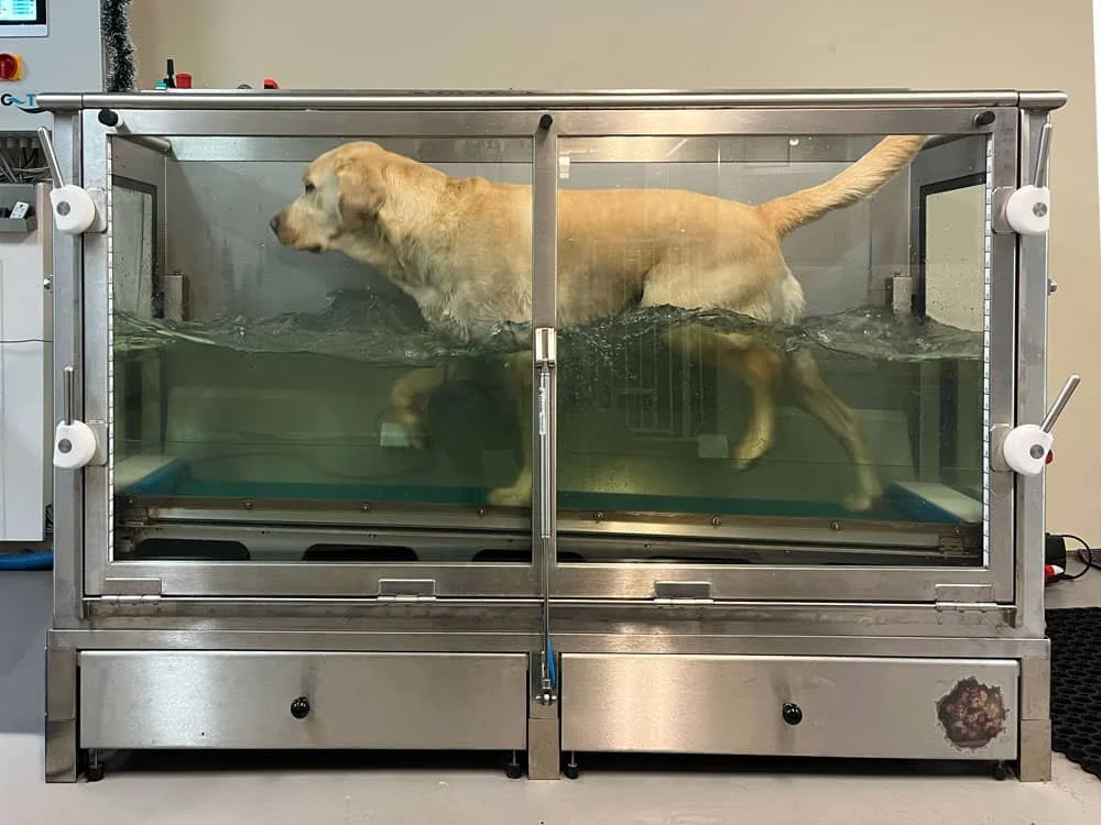 En labrador som tränar på löpband i en vattentrask.