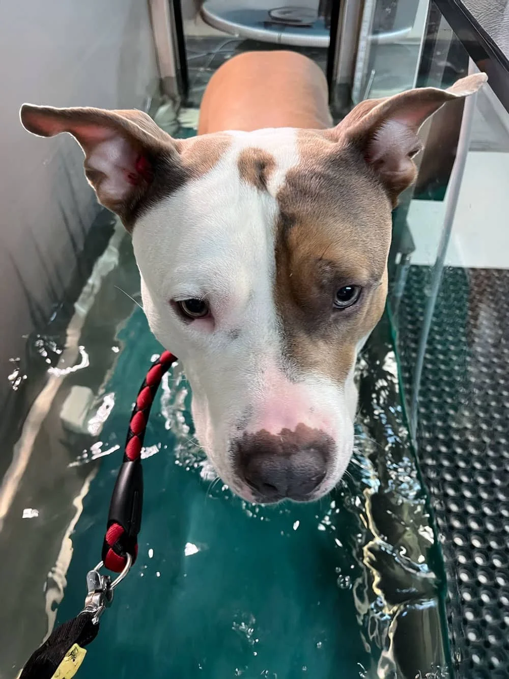 Hund som behandlas med vattentrask.