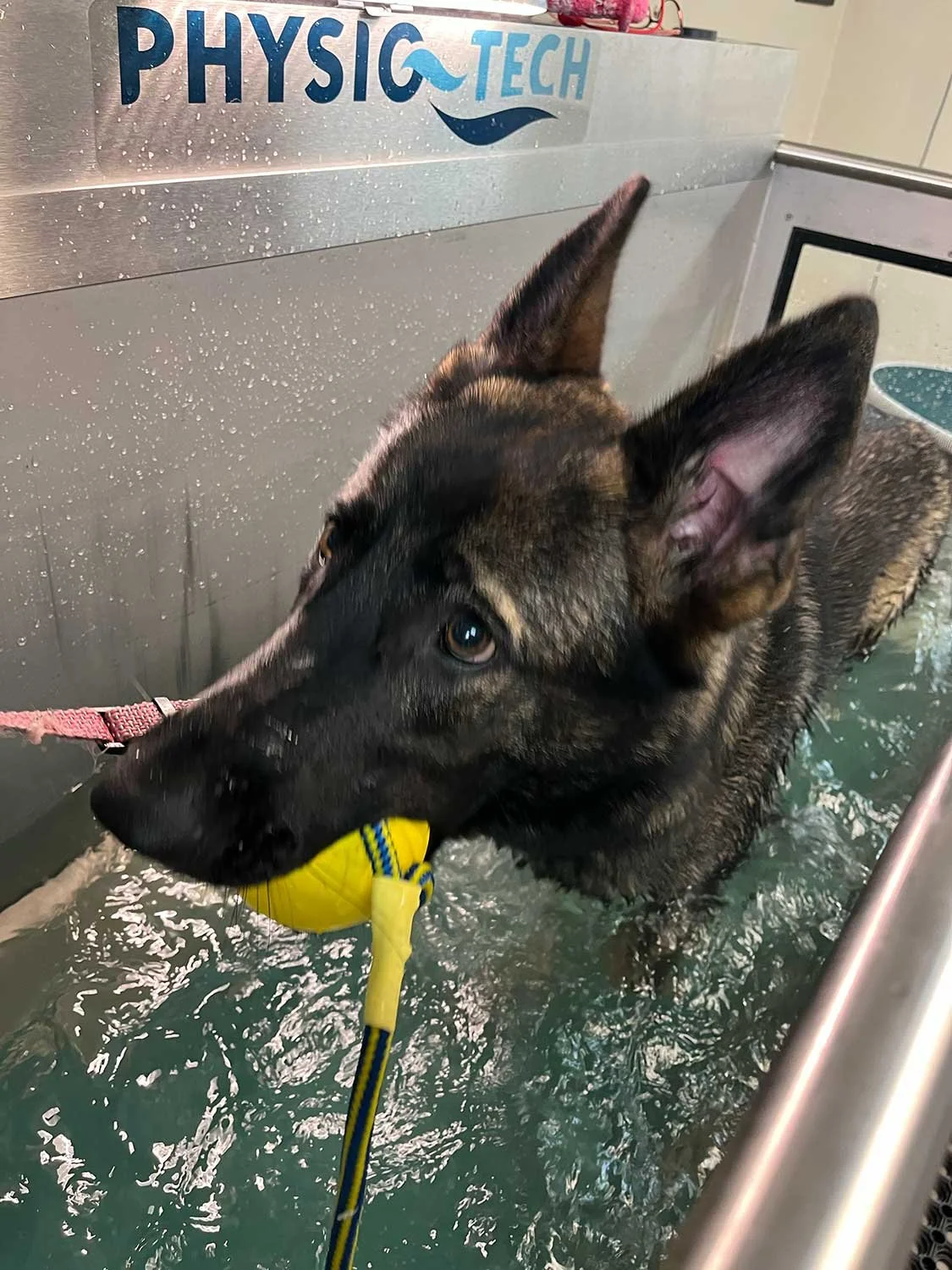 En schäfer som behandlas i vattentrask