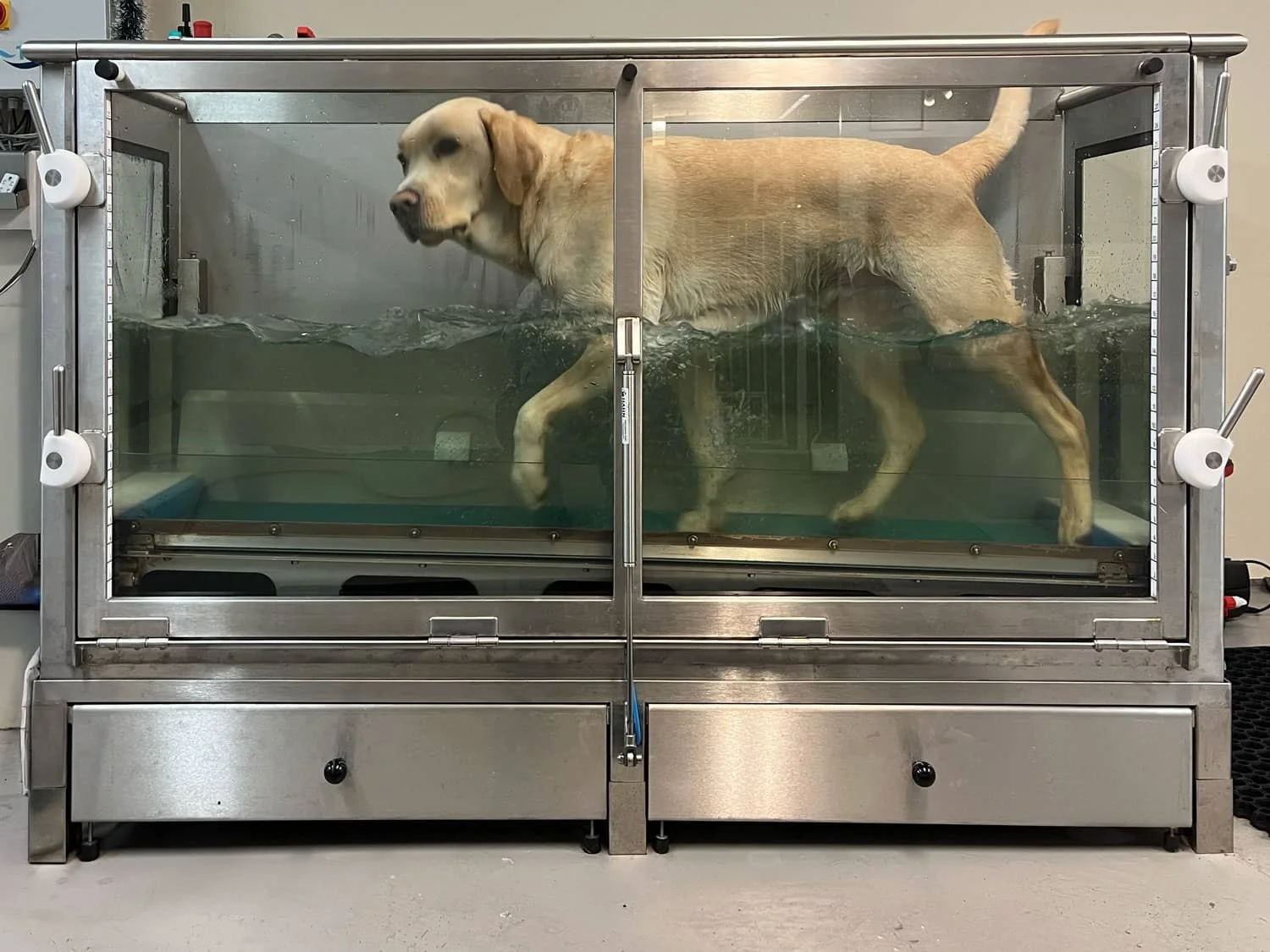 Vattentrask med en labrador.