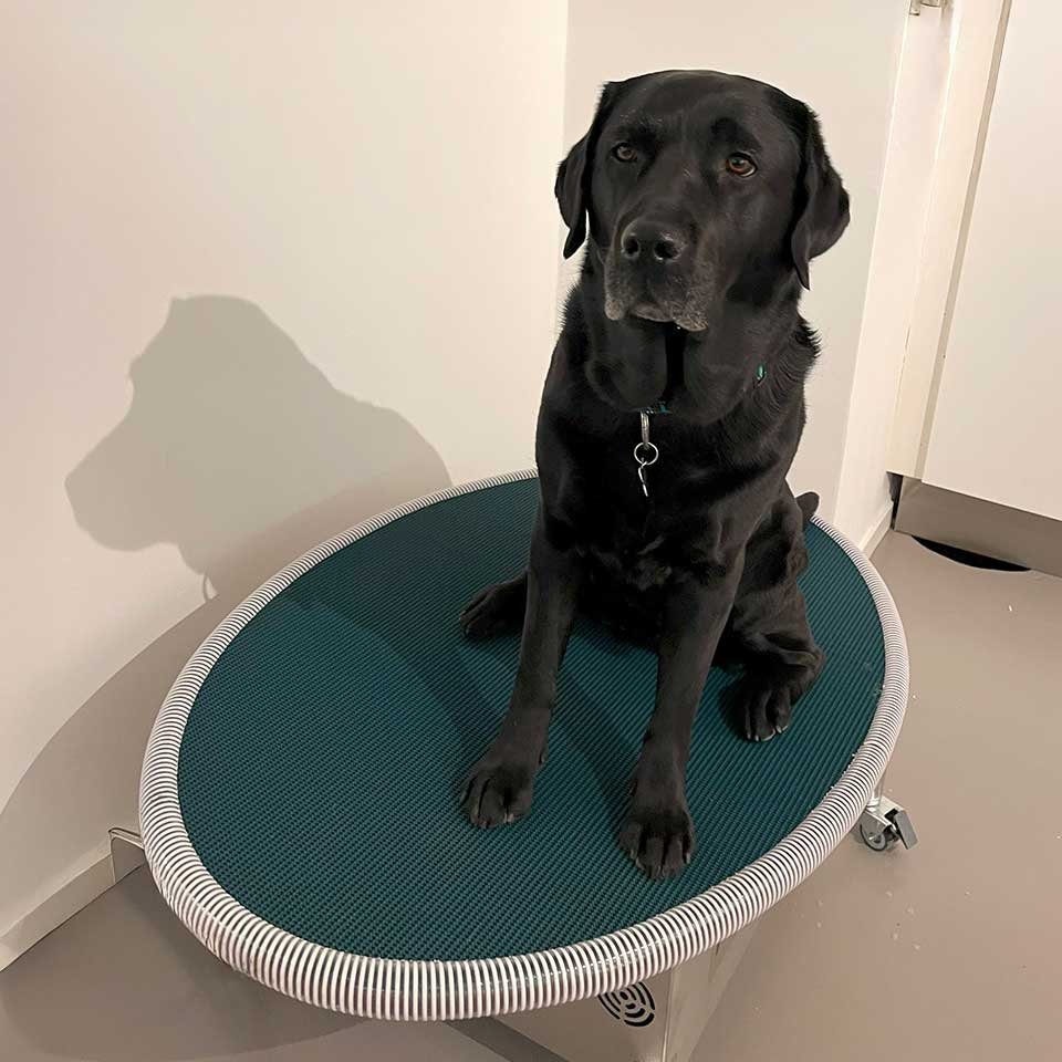 Labrador som sitter på en elektronisk balansplatta.